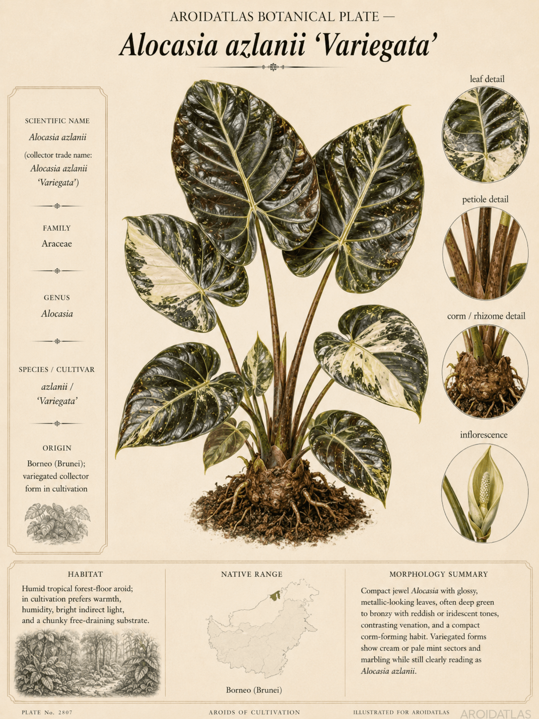 Variegated Azlanii Alocasia