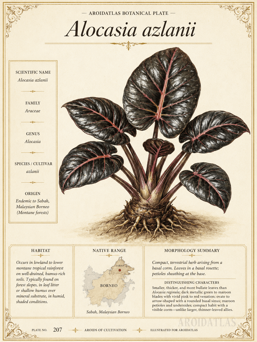 Alocasia Azlanii