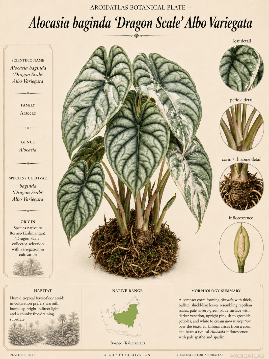 Albo Variegated Dragon Scale