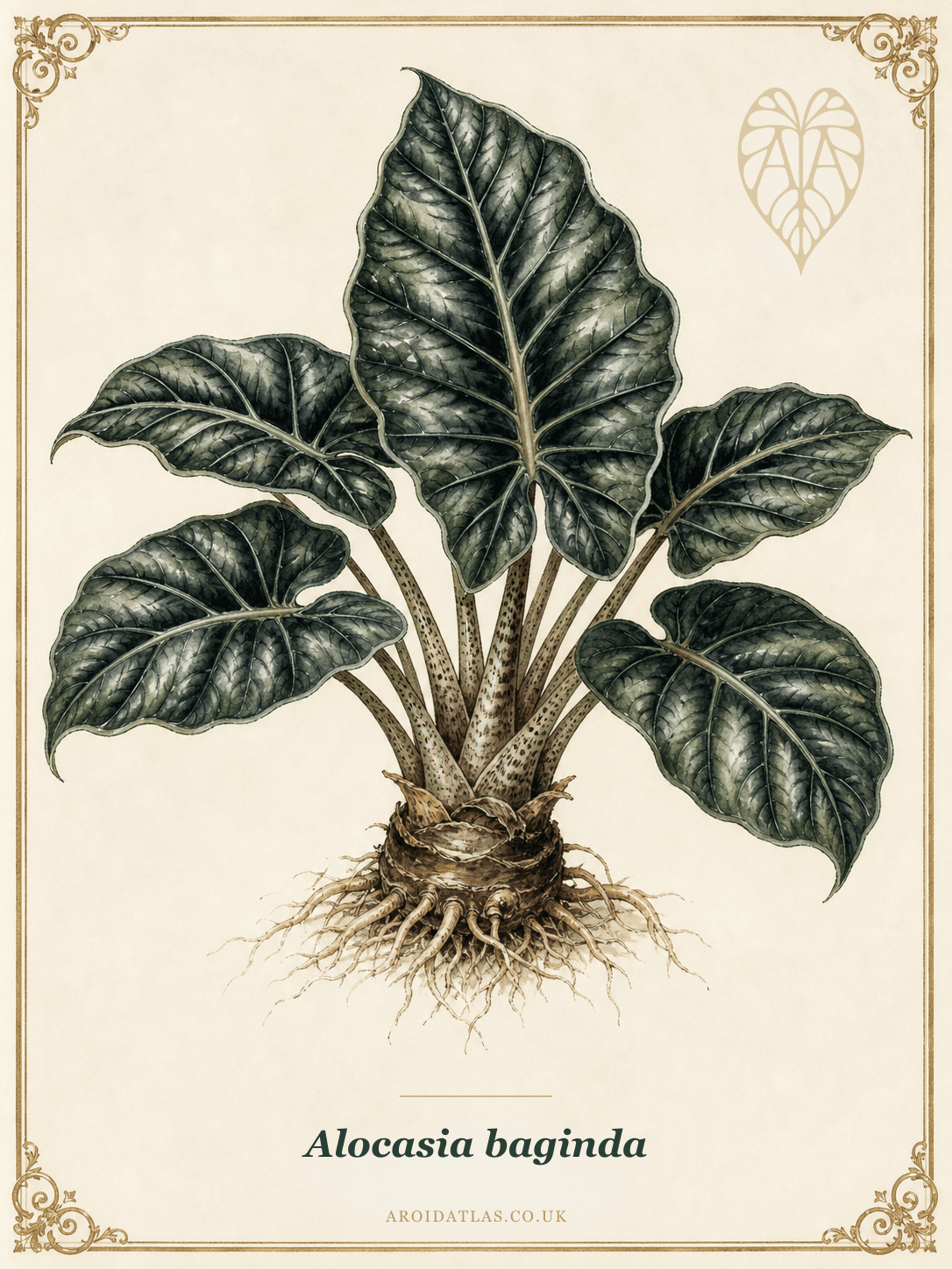 Alocasia baginda