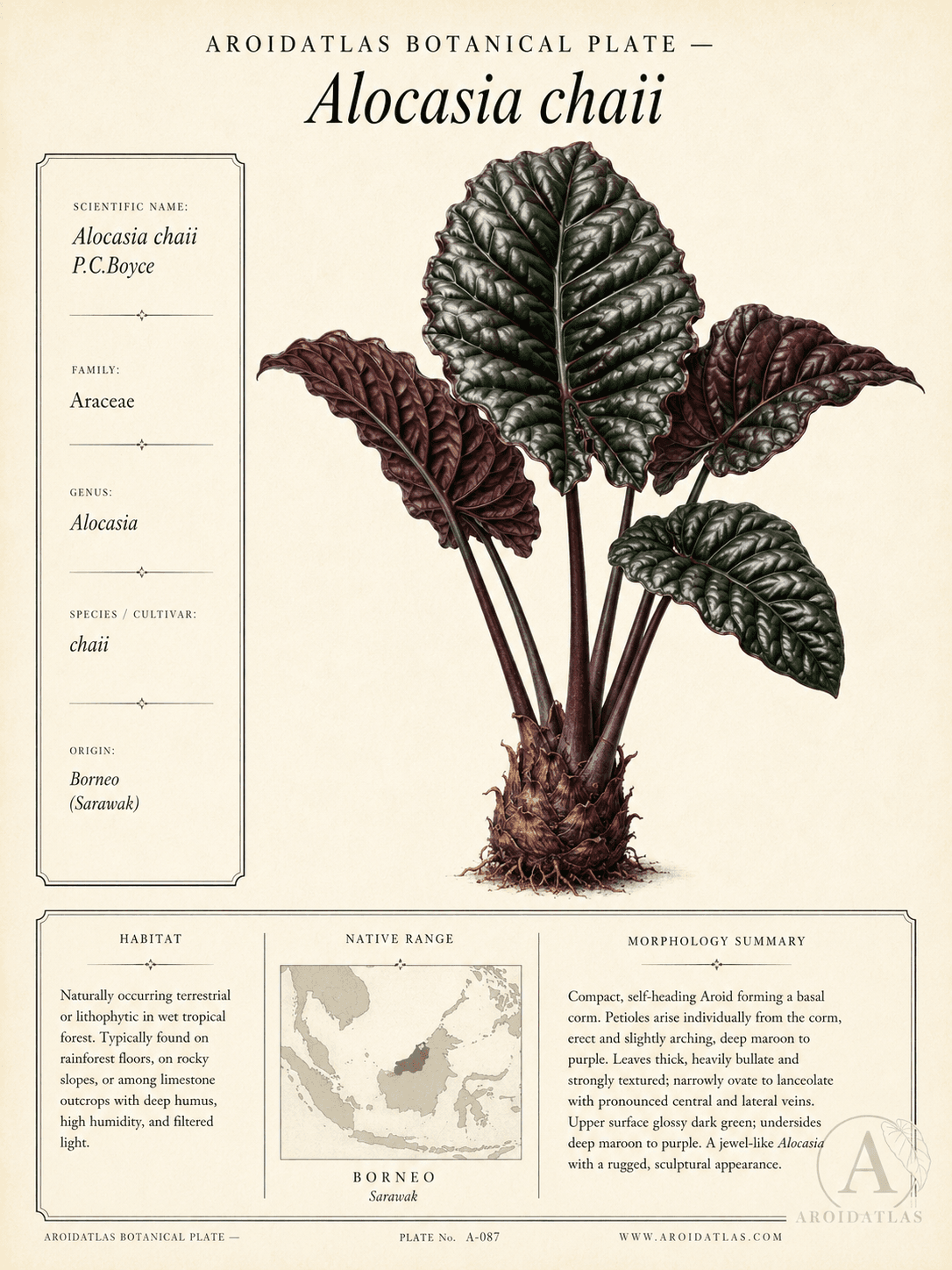 Alocasia Chaii