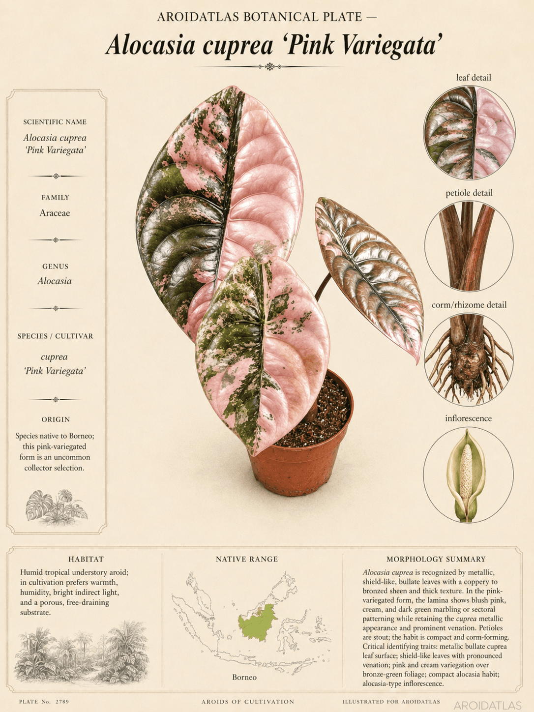 Pink Variegata Alocasia Cuprea