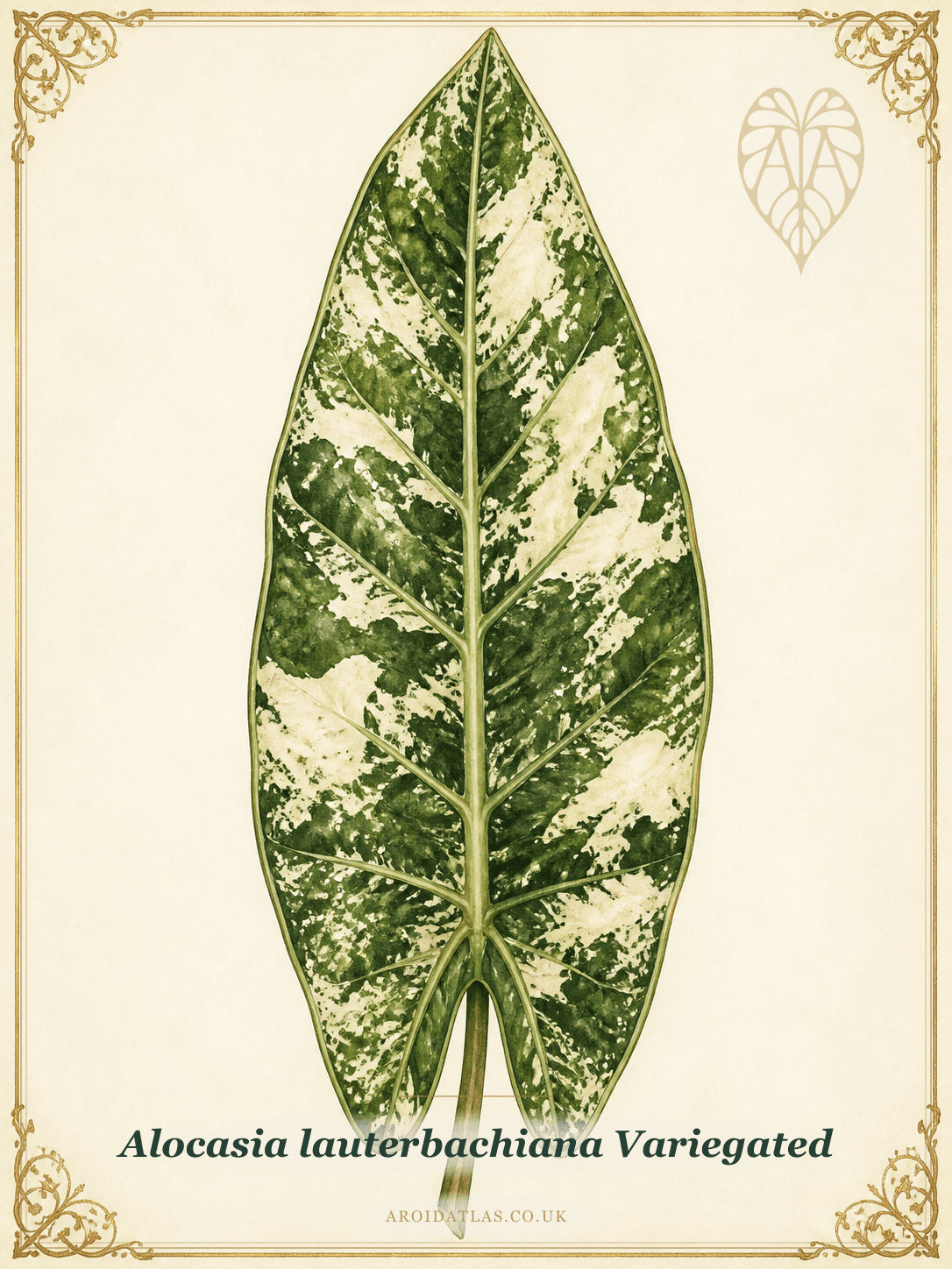 Variegated Lauterbachiana Alocasia