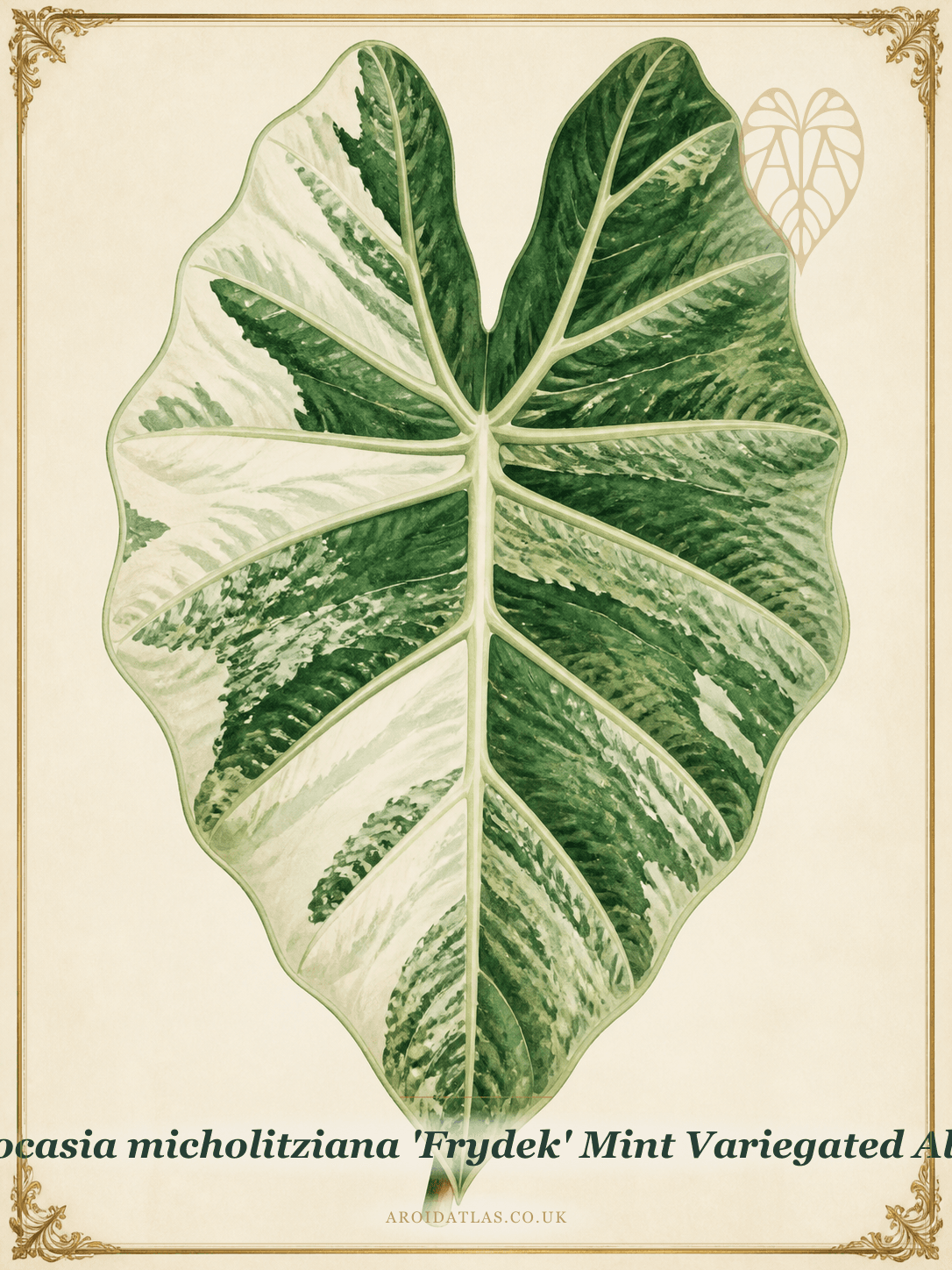 Albo Mint Variegated Frydek