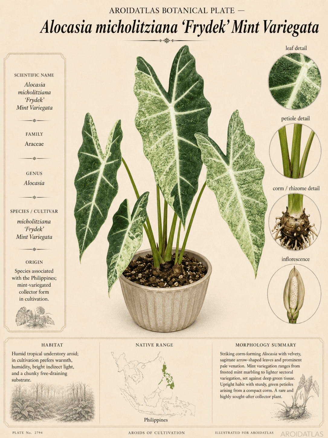 Mint Variegated Frydek Alocasia
