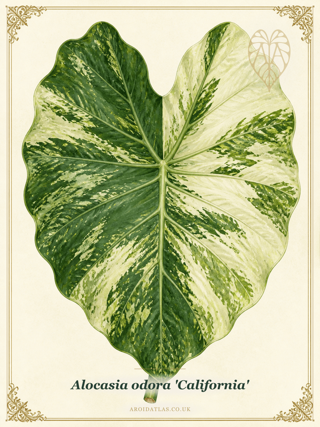 California Alocasia