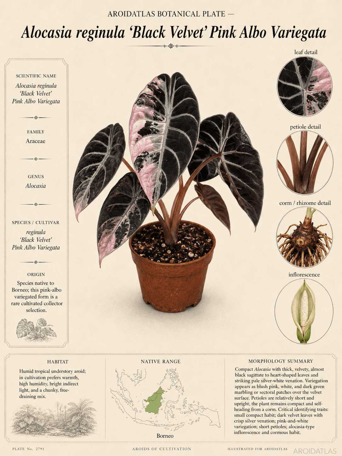 Alocasia Black Velvet Pink Albo Variegata