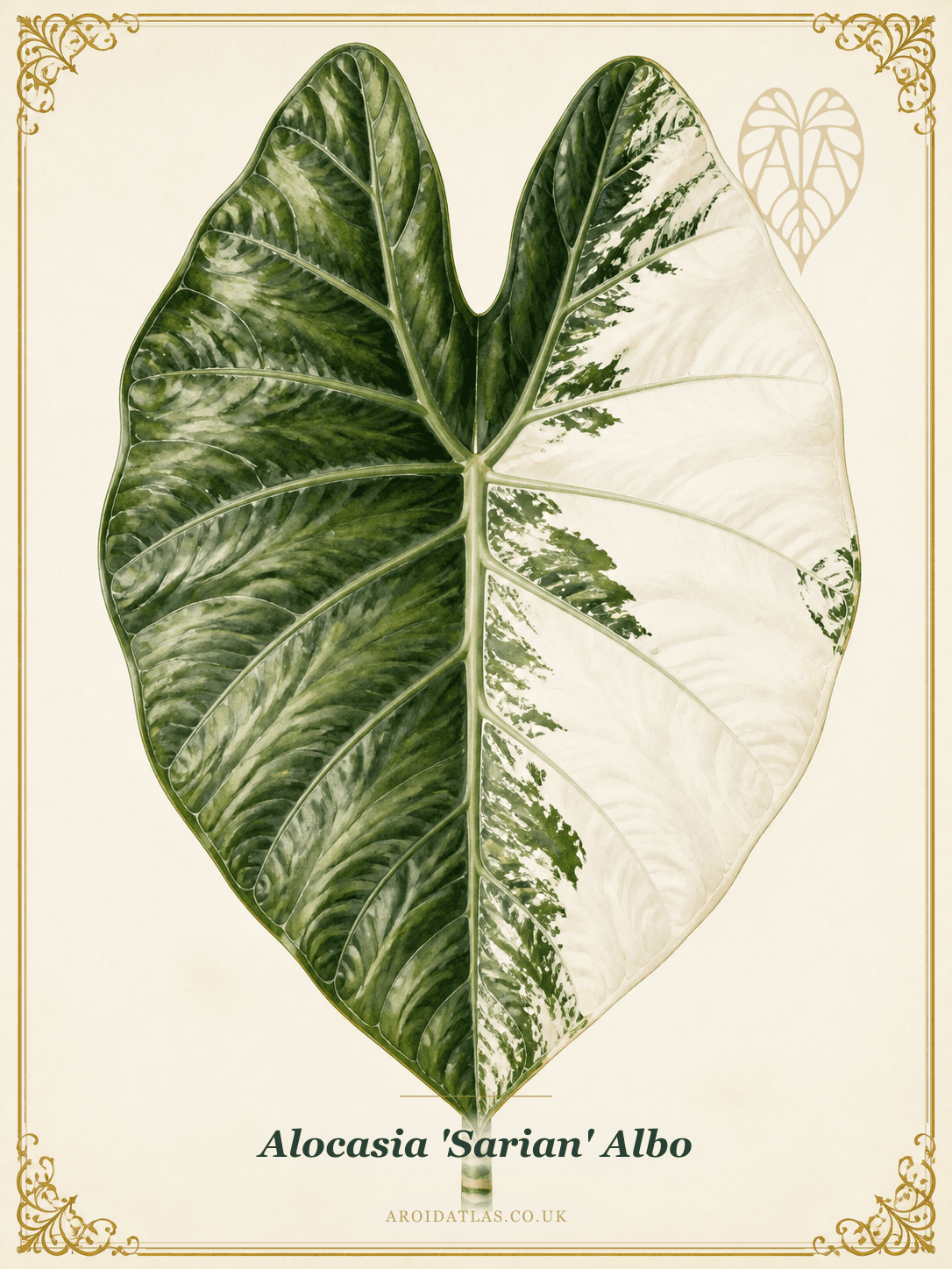 Albo Sarian Alocasia