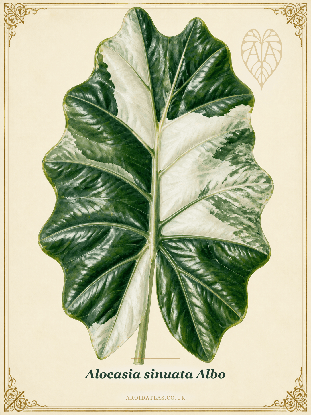 Albo Sinuata Alocasia