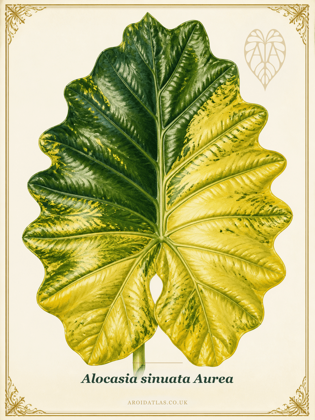Aurea Sinuata Alocasia