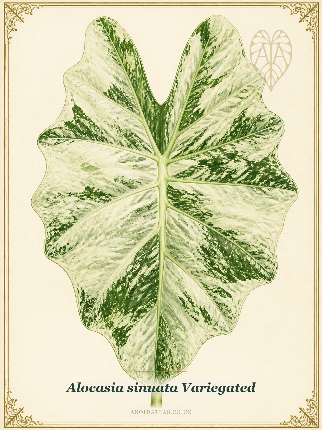 Variegated Sinuata Alocasia