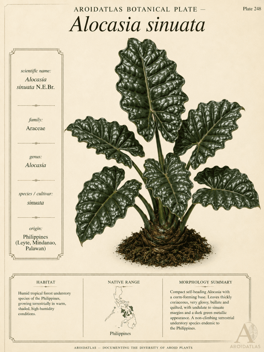 Bullate Jewel Alocasia