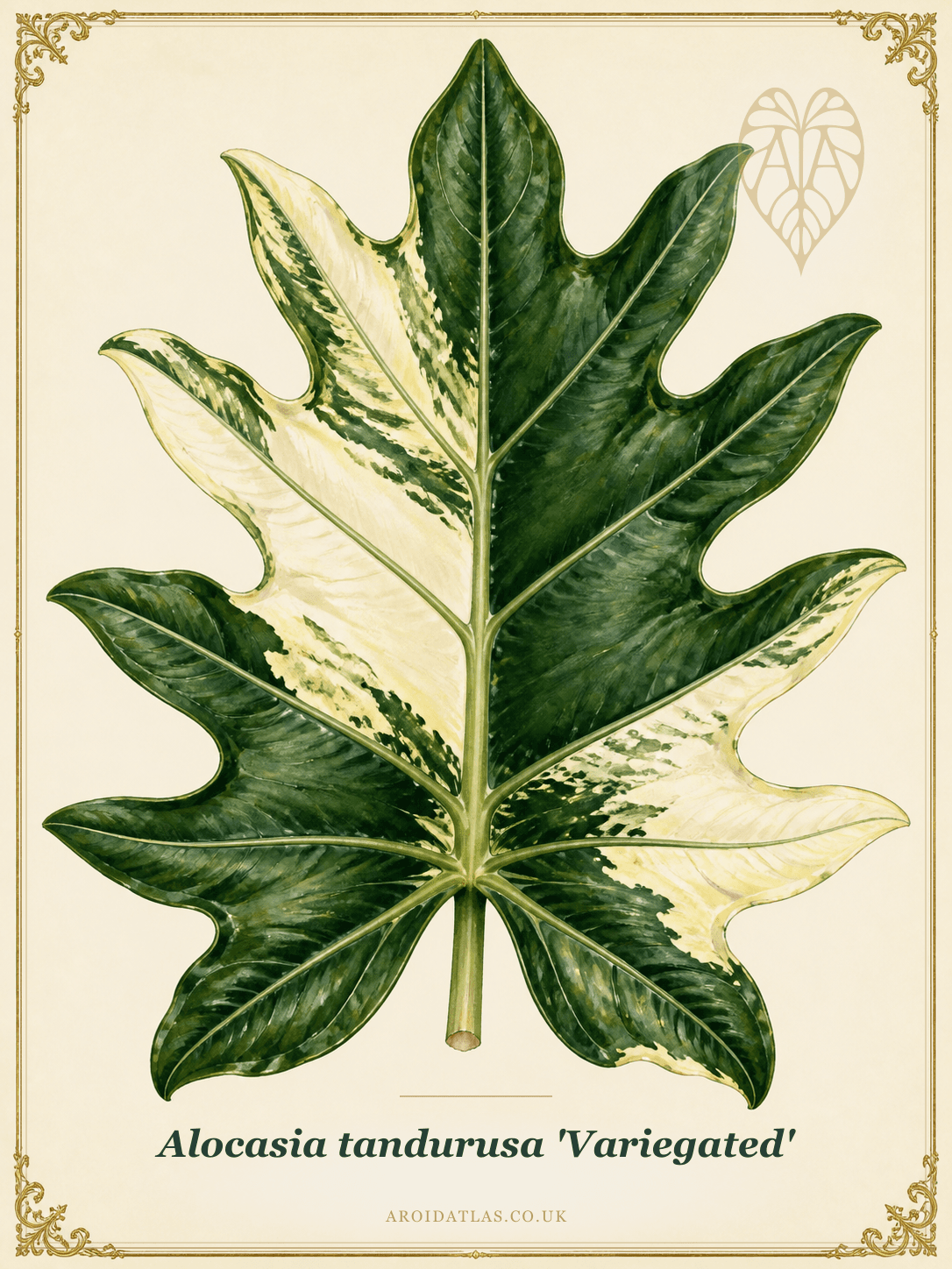 Variegated Jacklyn Alocasia