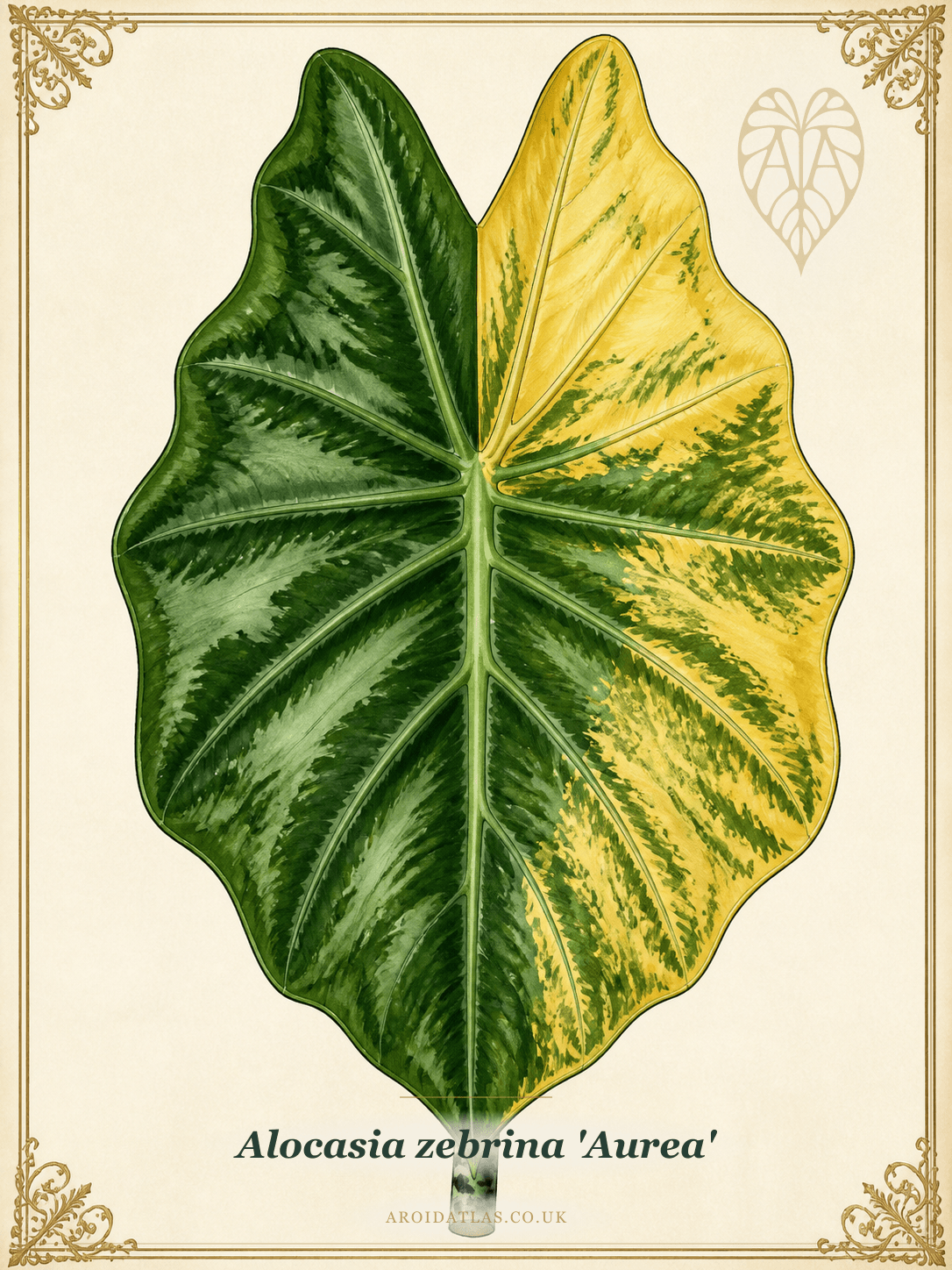 Aurea Zebrina Alocasia