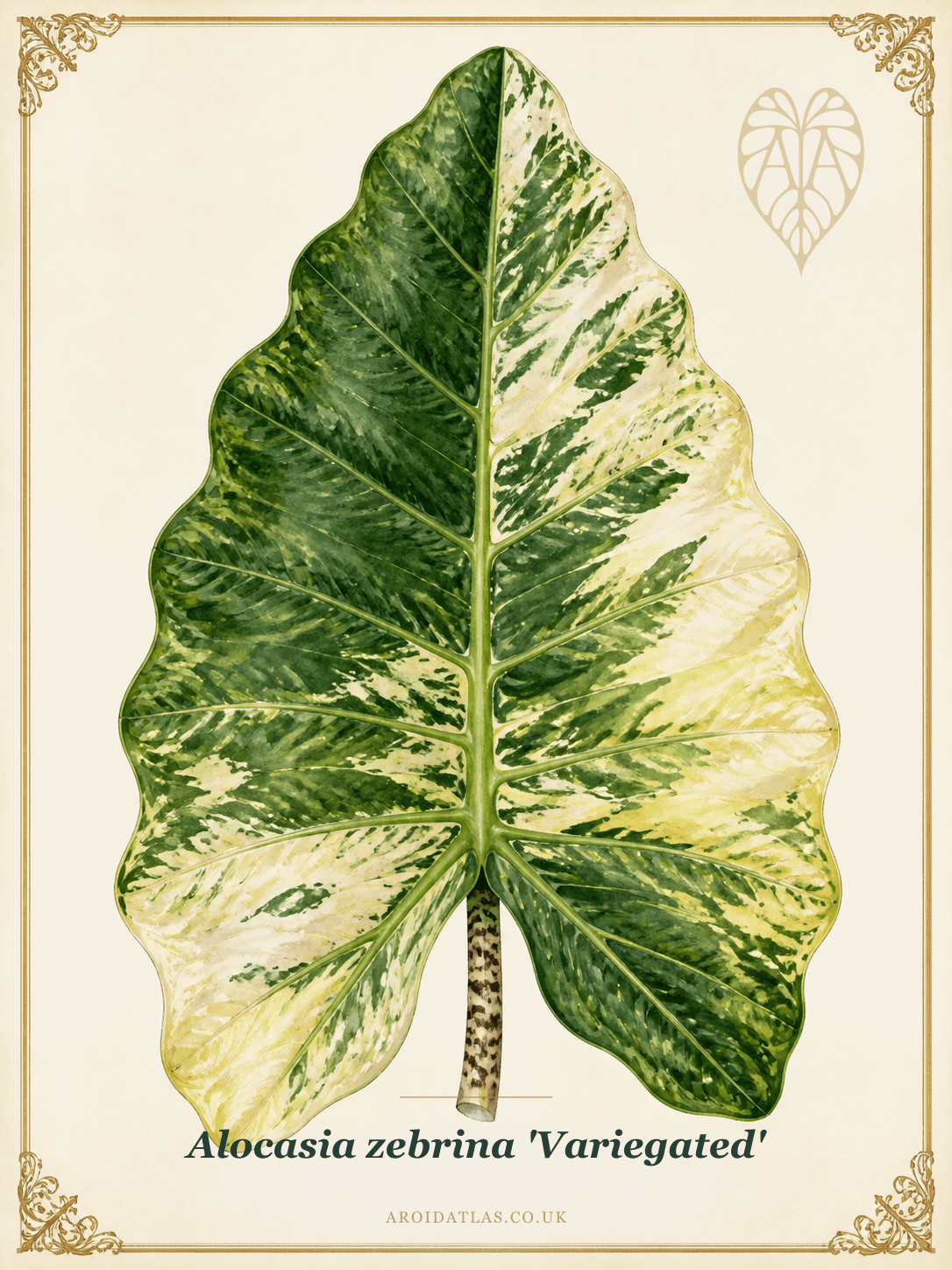 Variegated Zebrina Alocasia