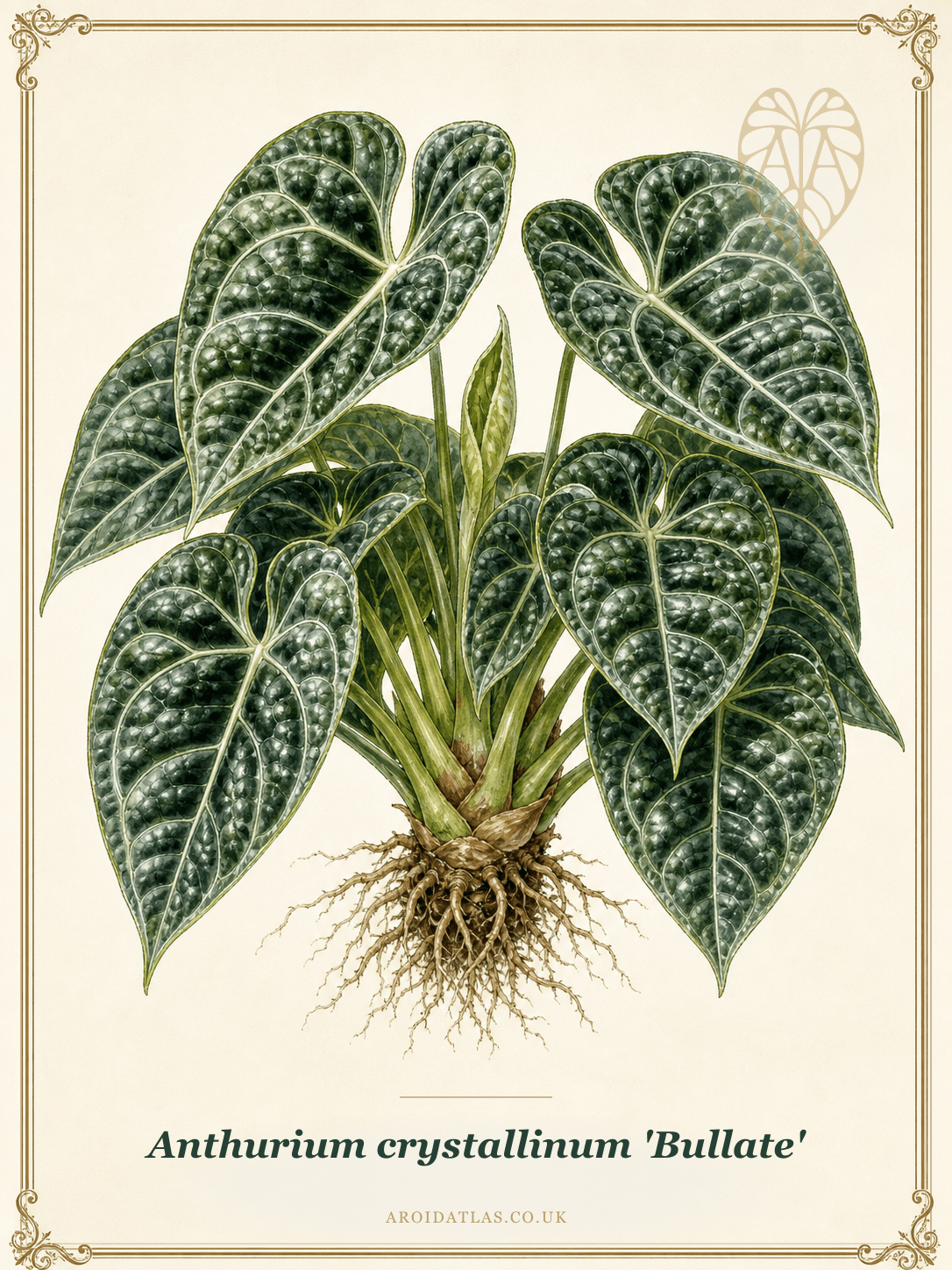 Bullate Crystal Anthurium