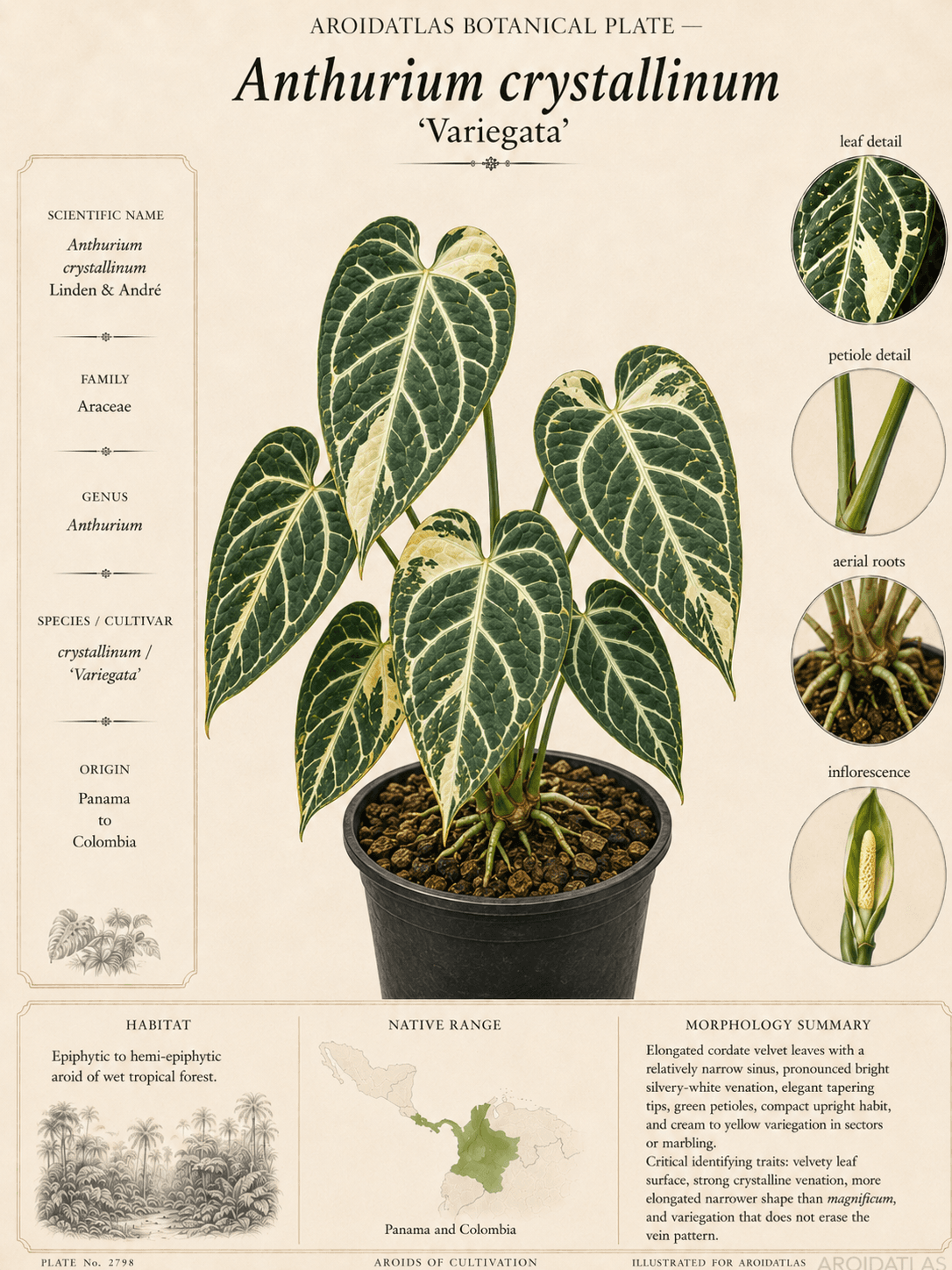 Variegated Crystallinum Anthurium