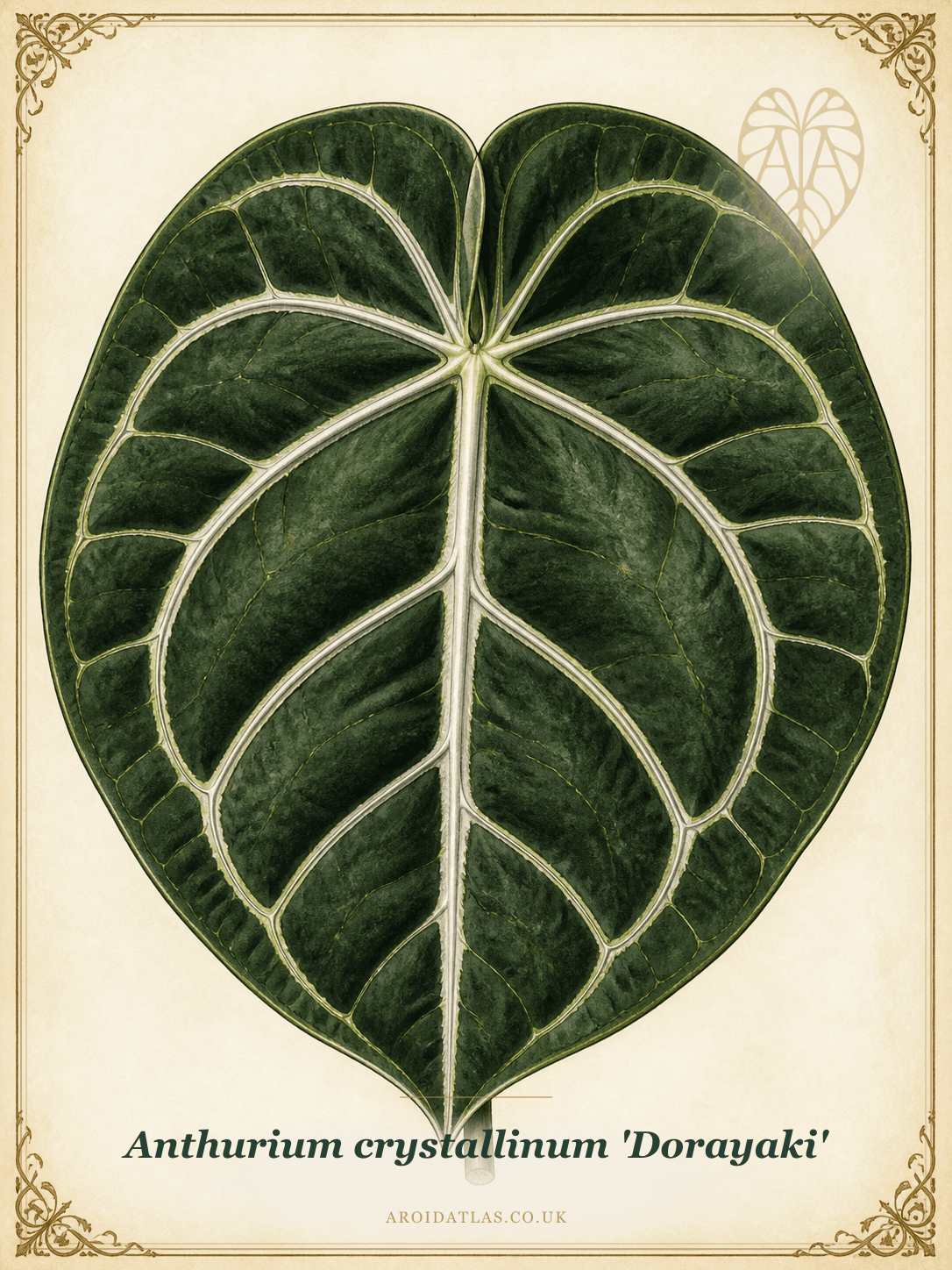 Dorayaki Anthurium