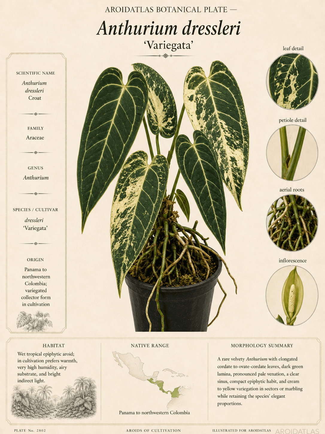 Variegated Dressleri Anthurium