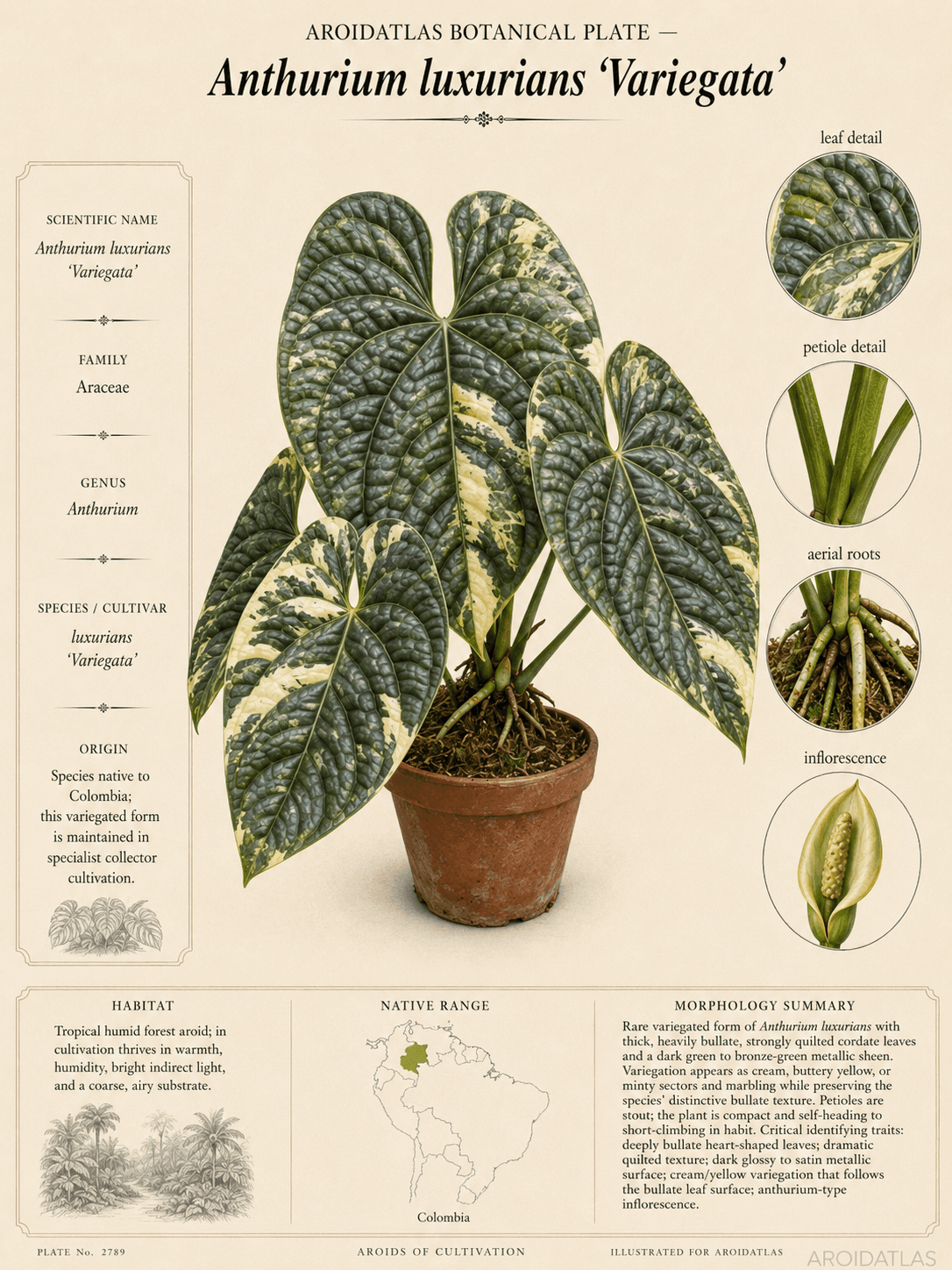 Variegated Luxurians Anthurium