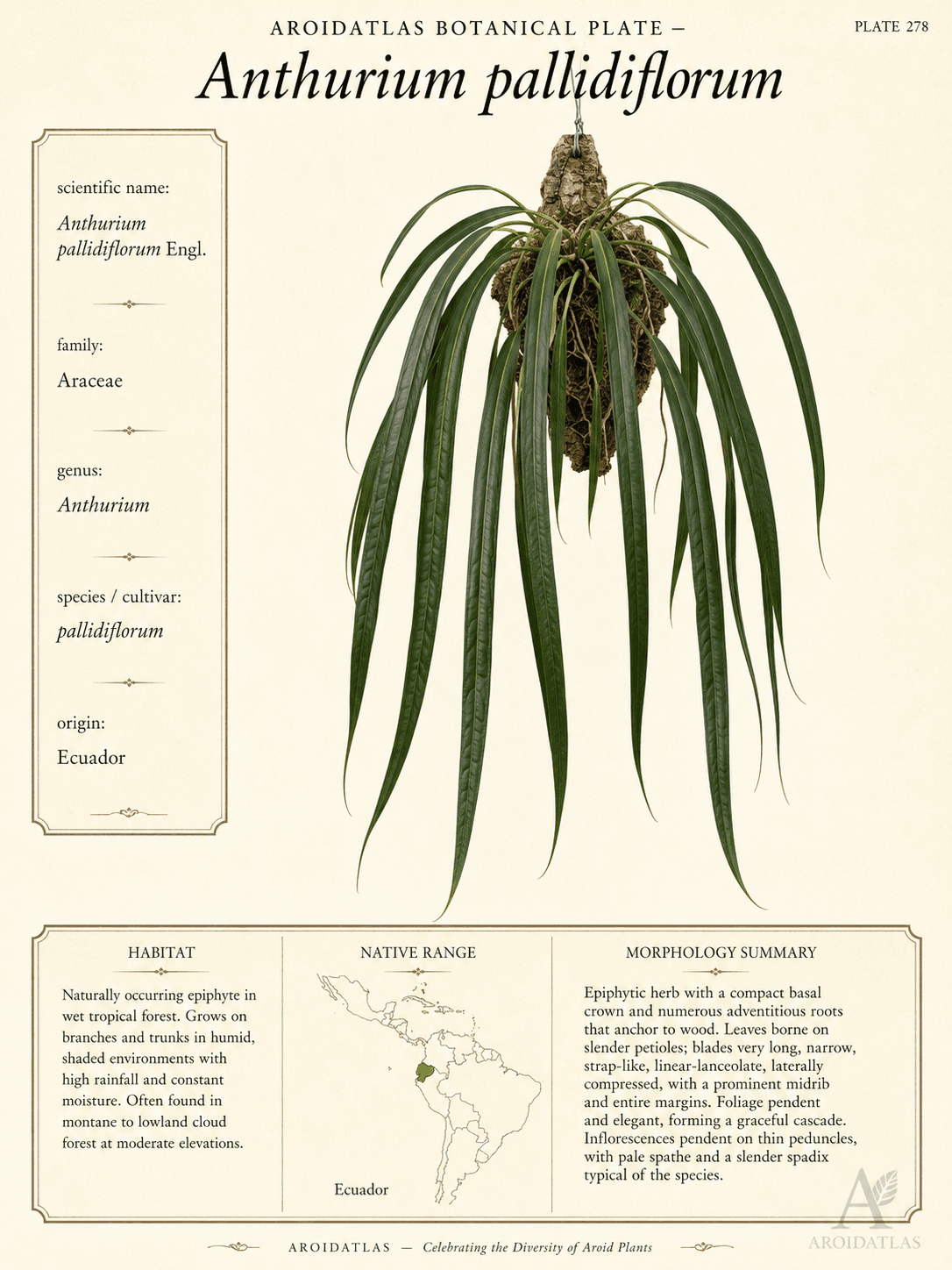 Strapleaf Anthurium