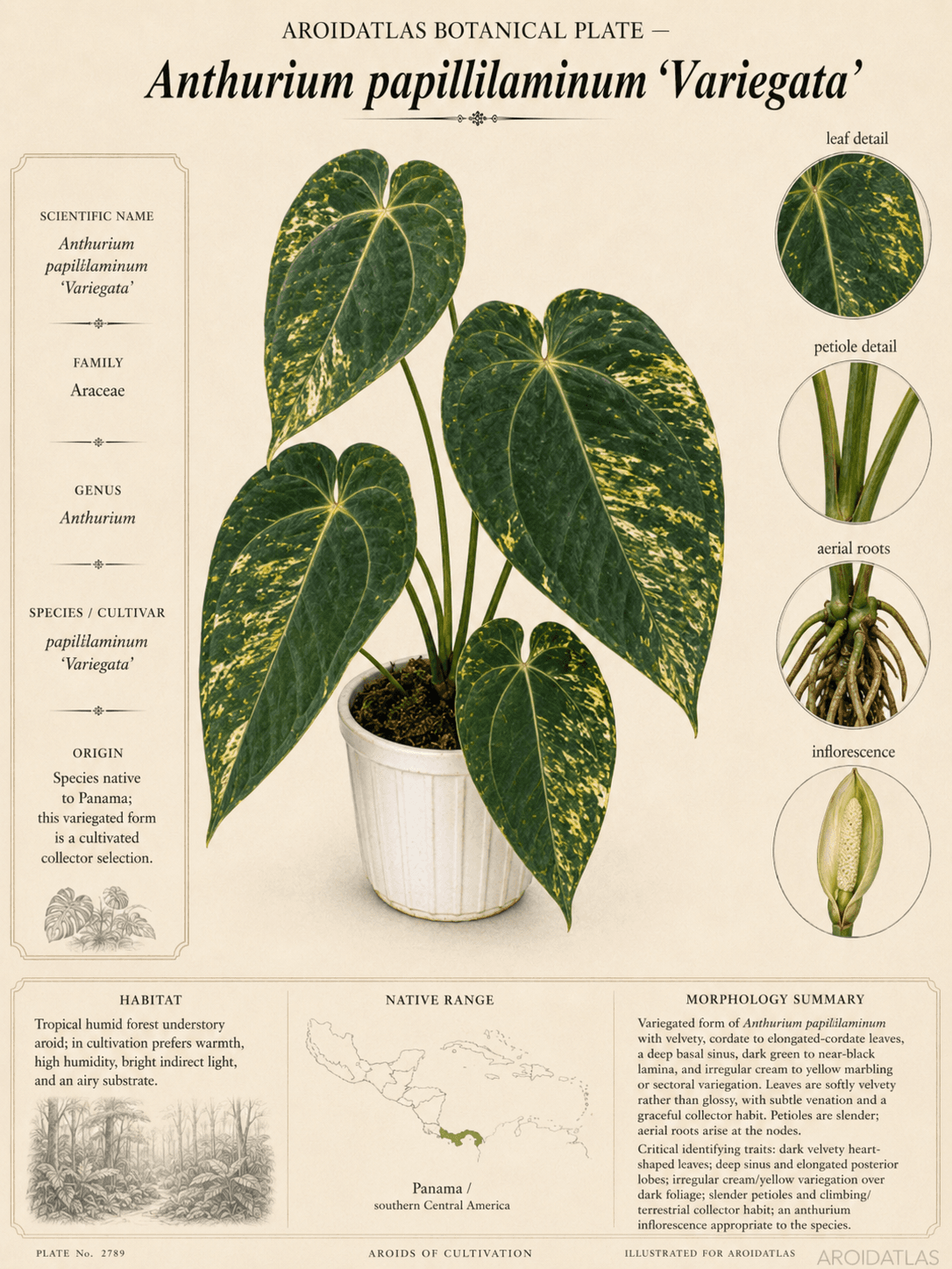 Variegated Papillilaminum Anthurium