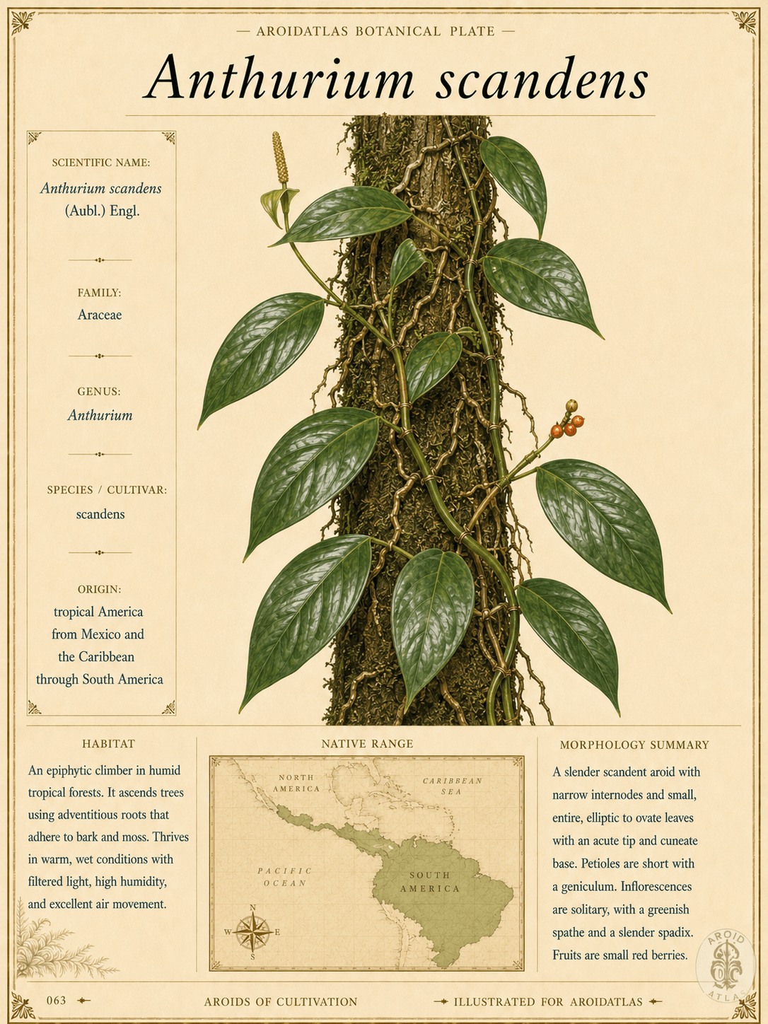 Climbing Anthurium