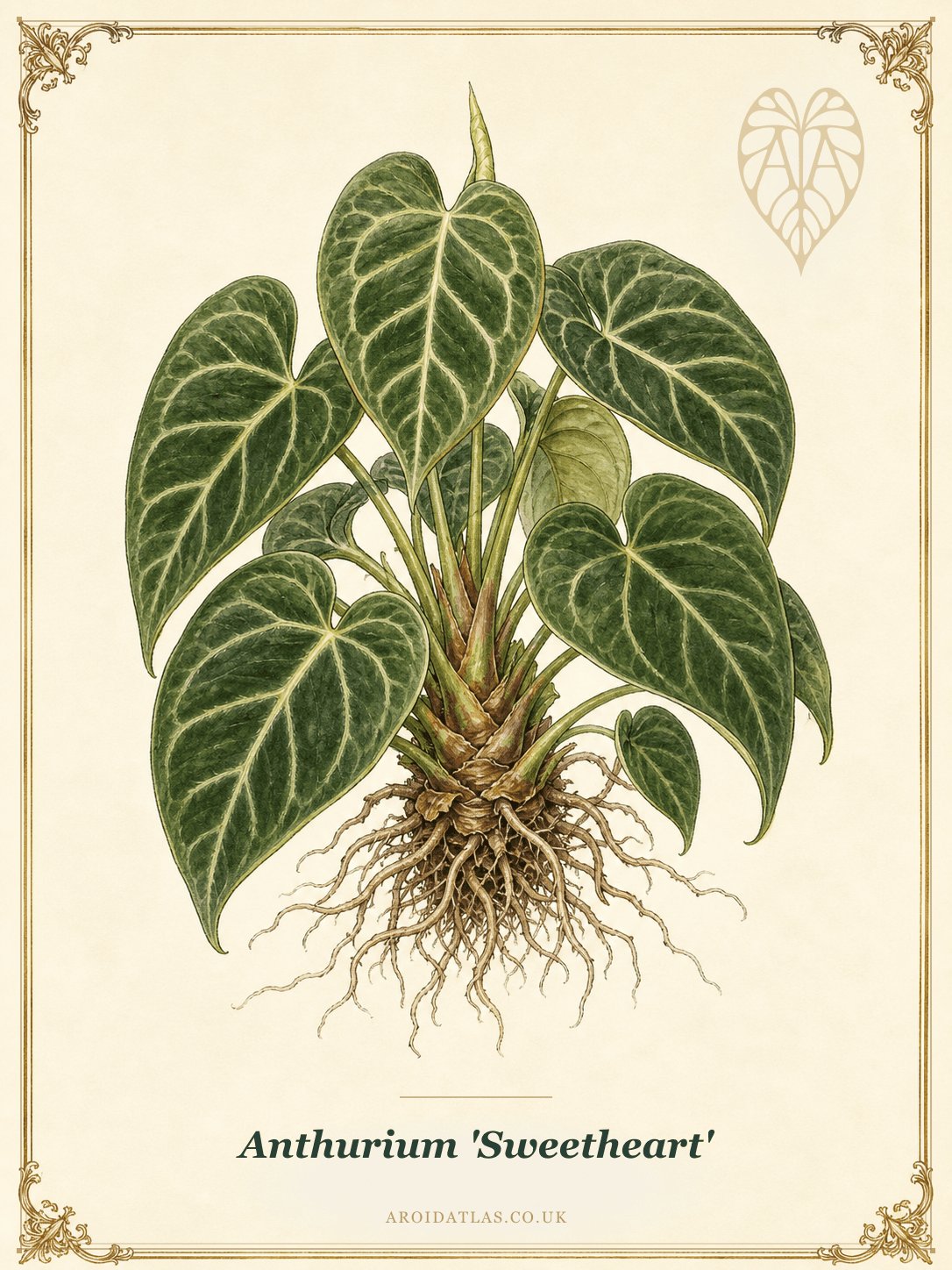 Sweetheart Anthurium