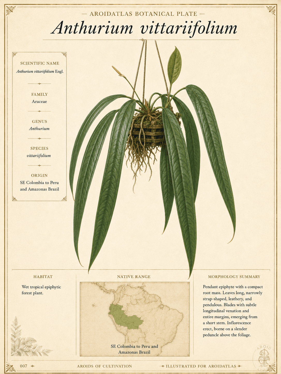 Strap-Leaf Anthurium