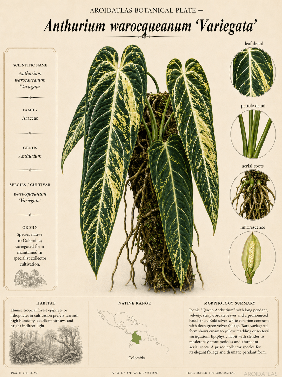 Variegated Queen Anthurium