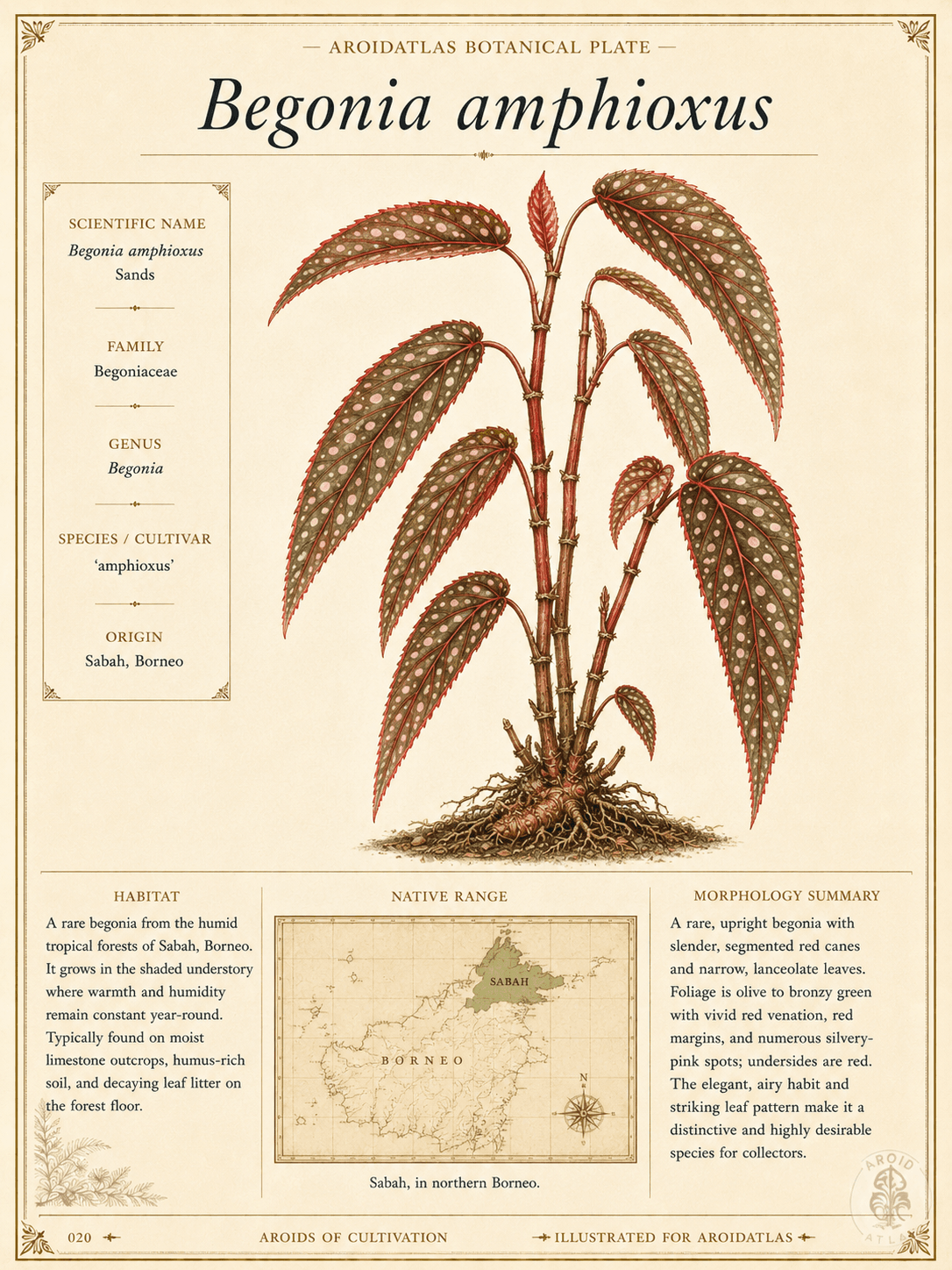 Spotted Cane Begonia