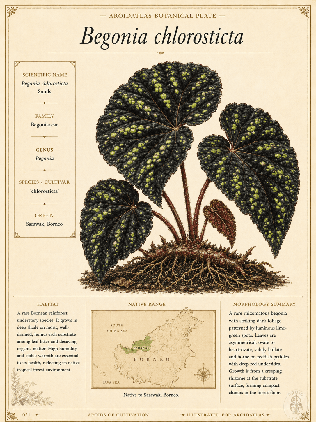 Green-Spotted Begonia
