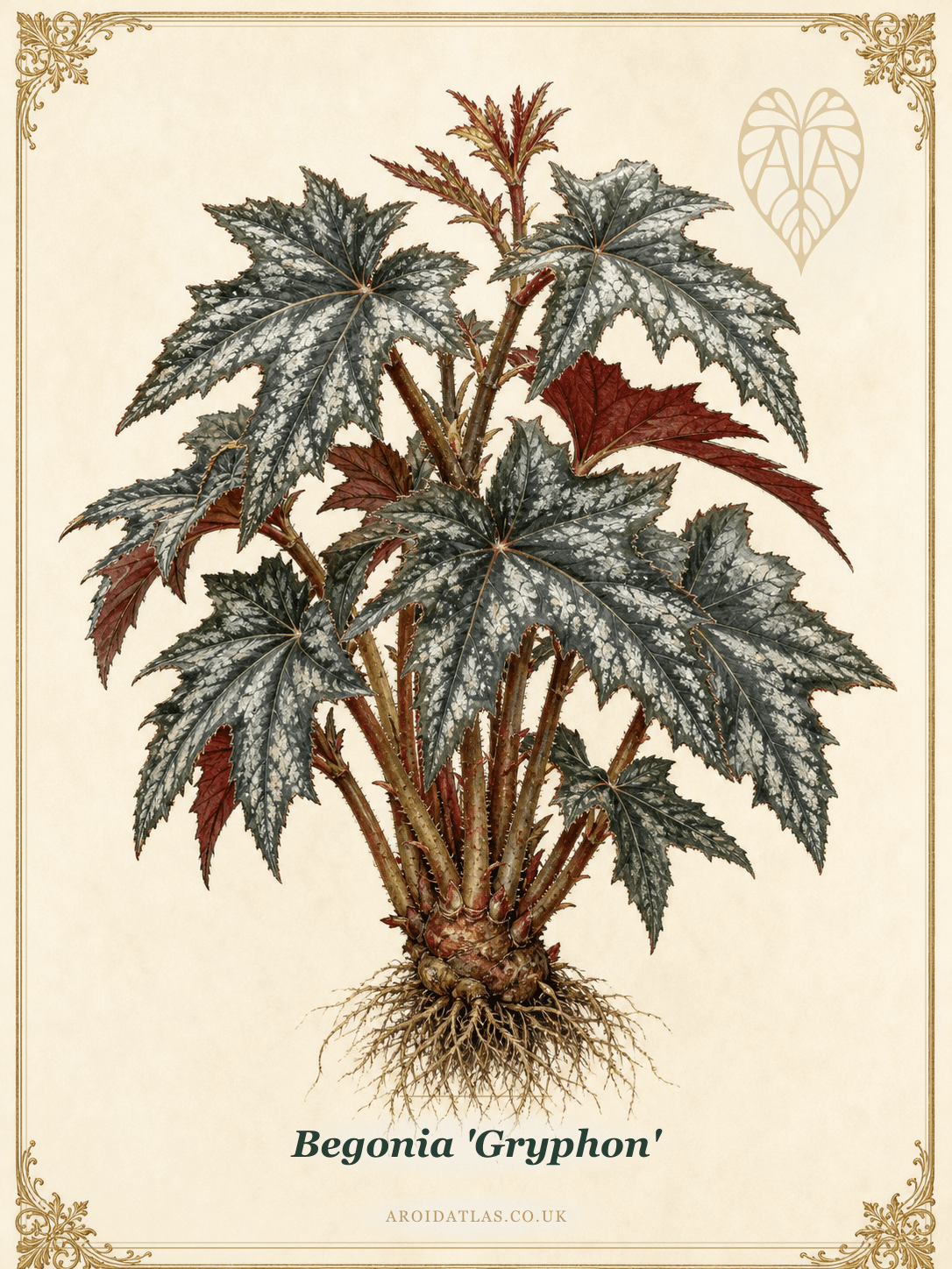 Gryphon Begonia