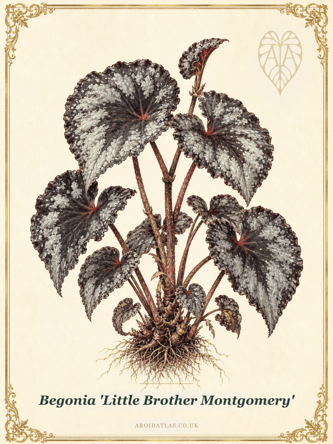 Little Brother Montgomery Begonia