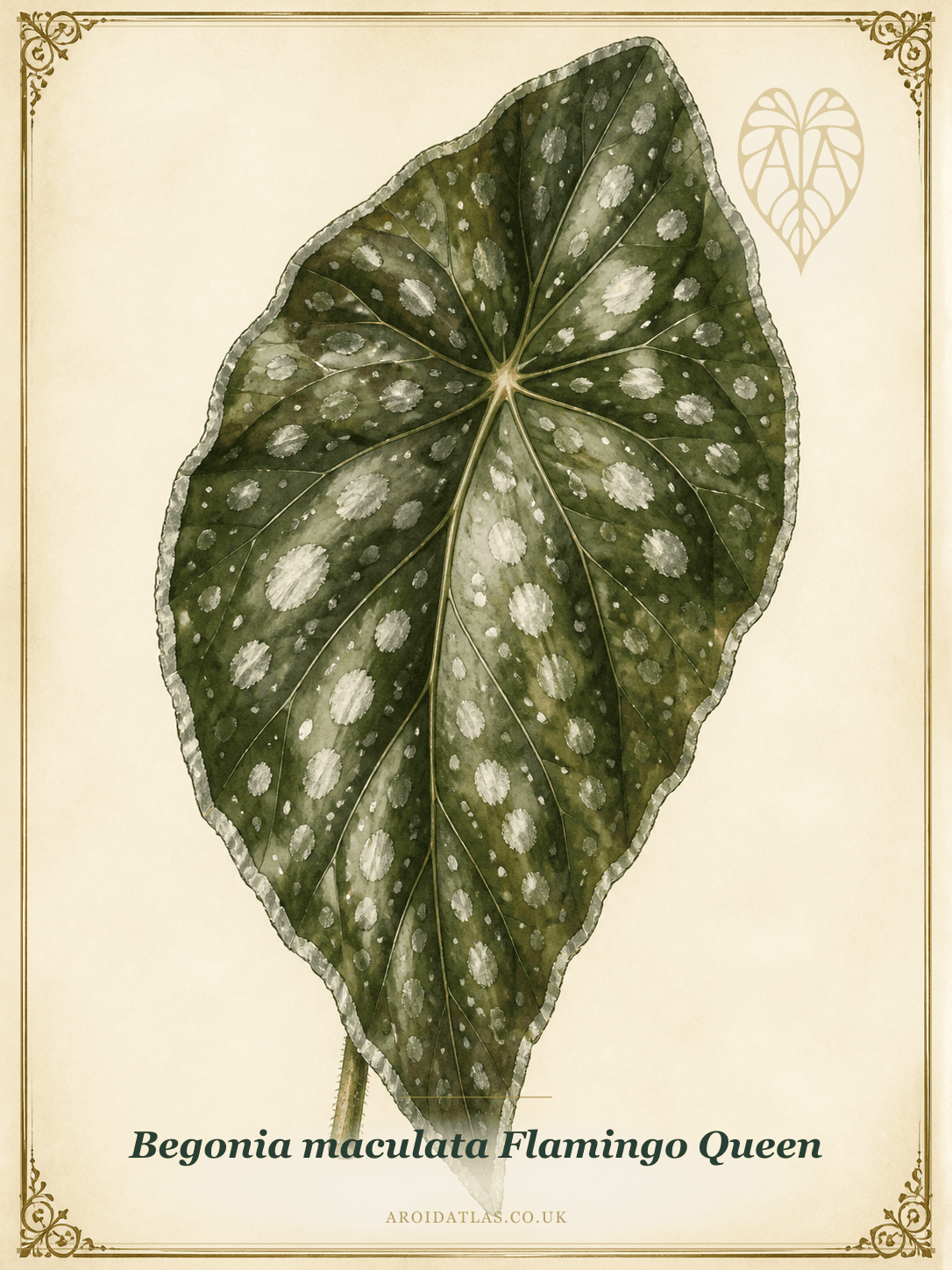 Begonia maculata 'Flamingo Queen'