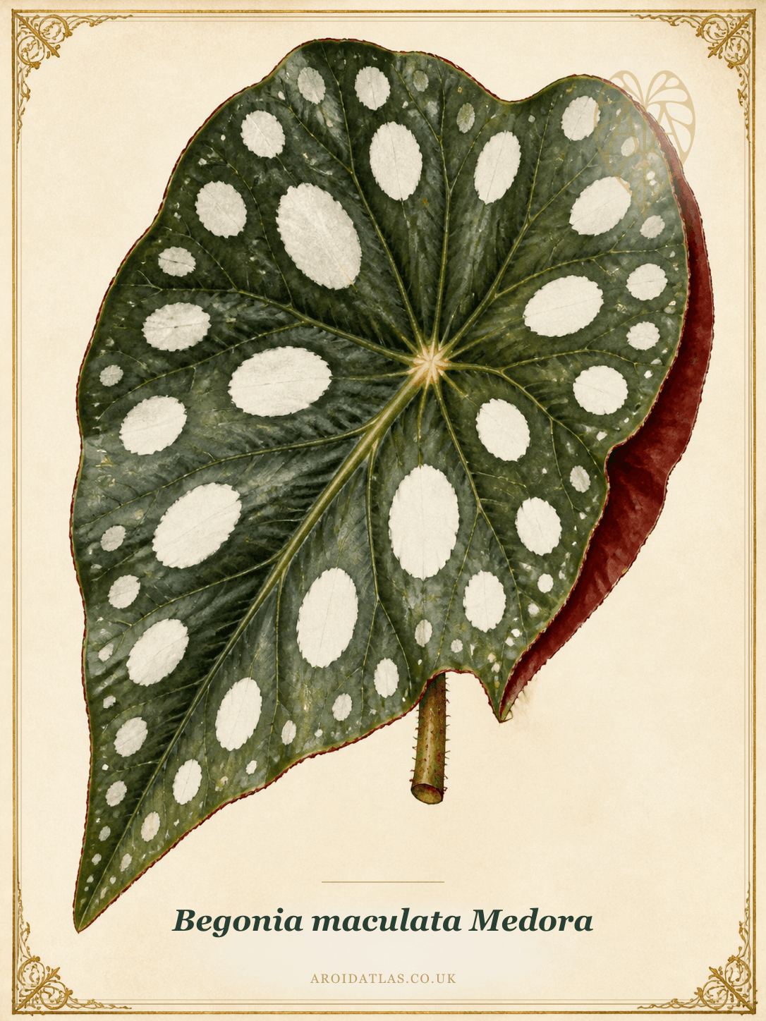 Begonia maculata 'Medora'