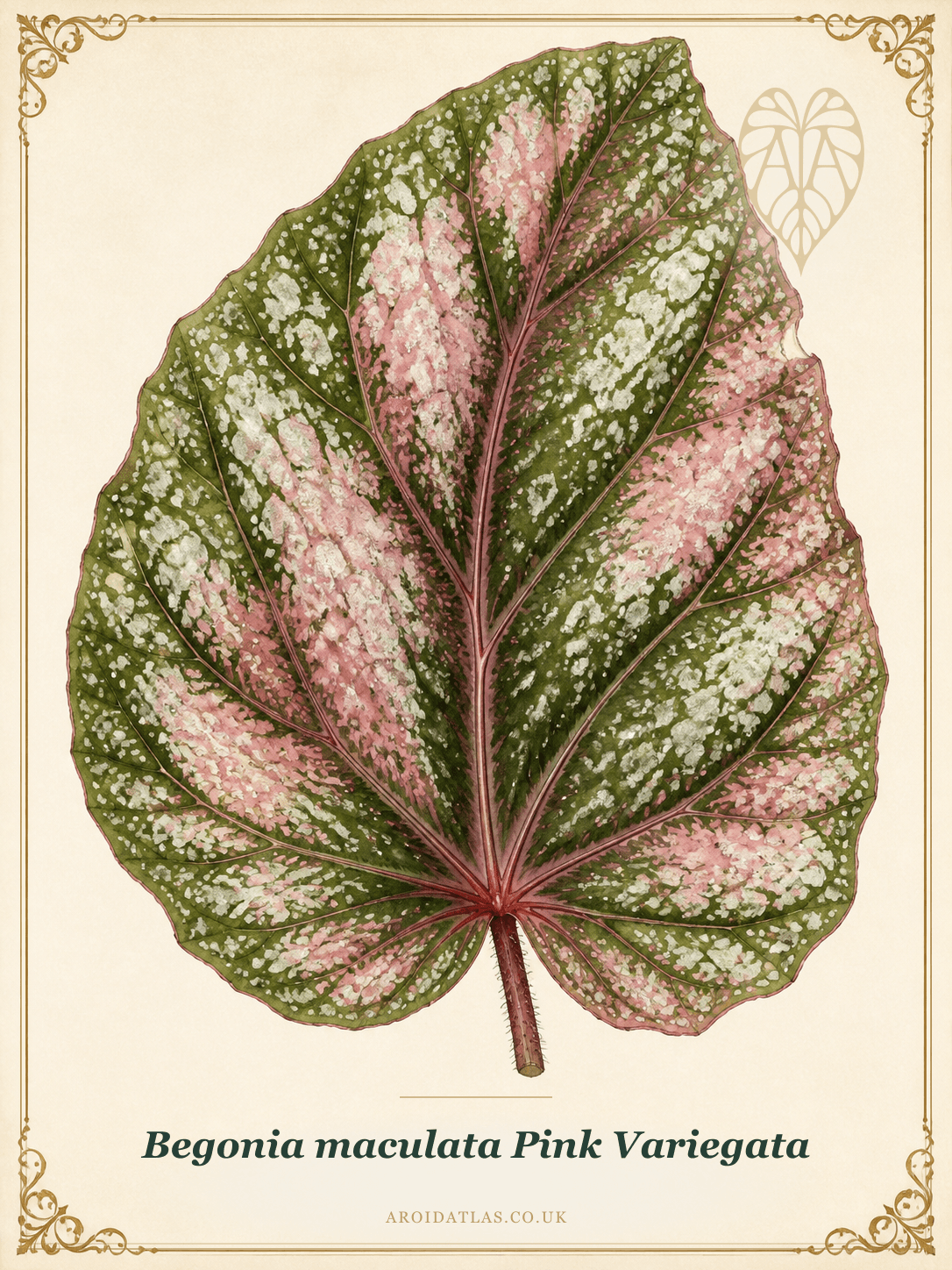 Begonia maculata 'Pink Variegata'