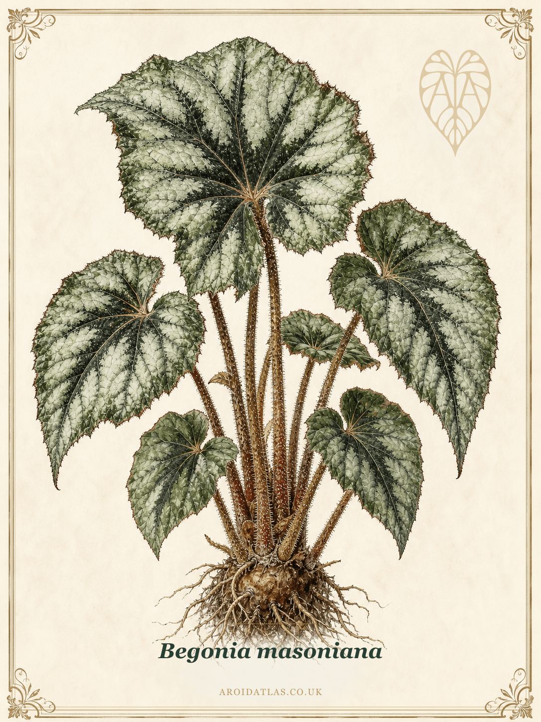 Iron Cross Begonia