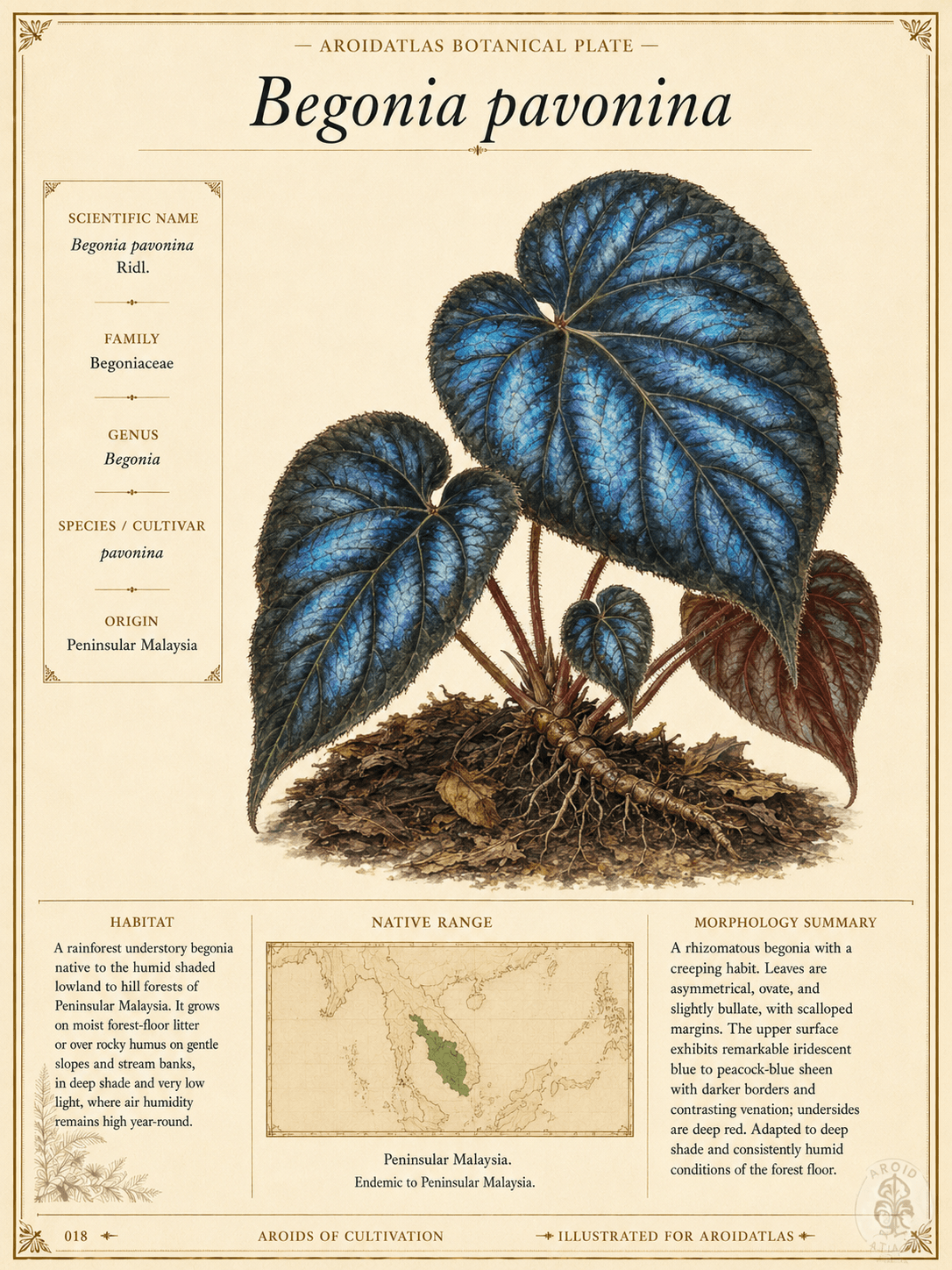 Begonia representative