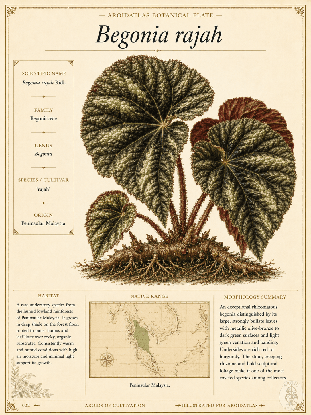 Rajah Begonia