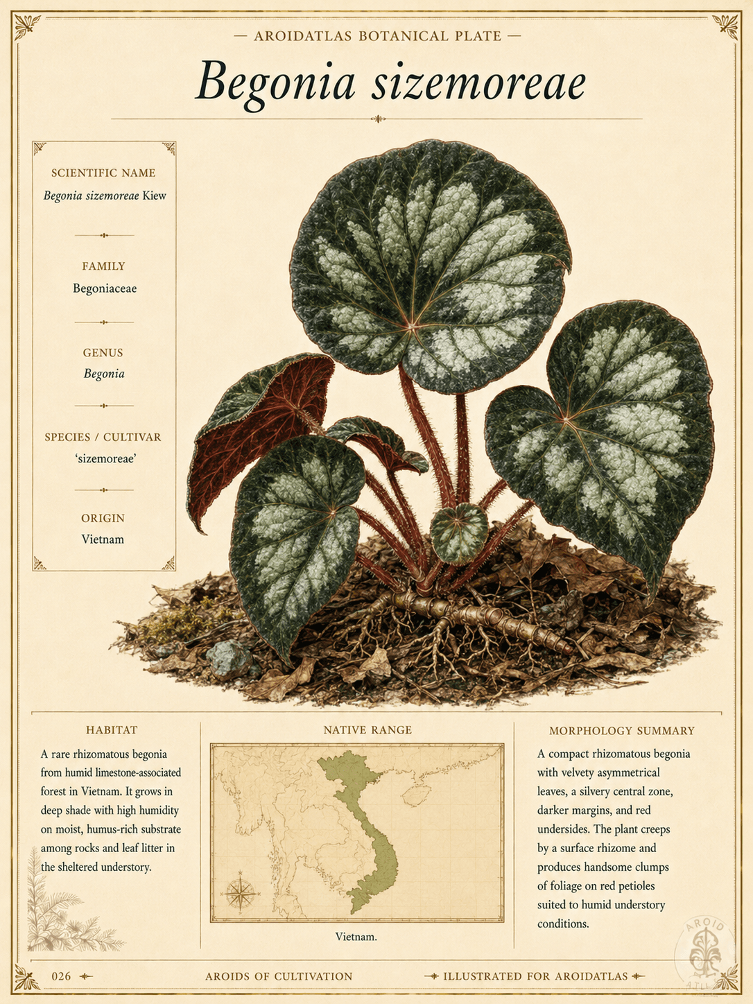Sizemore's Begonia
