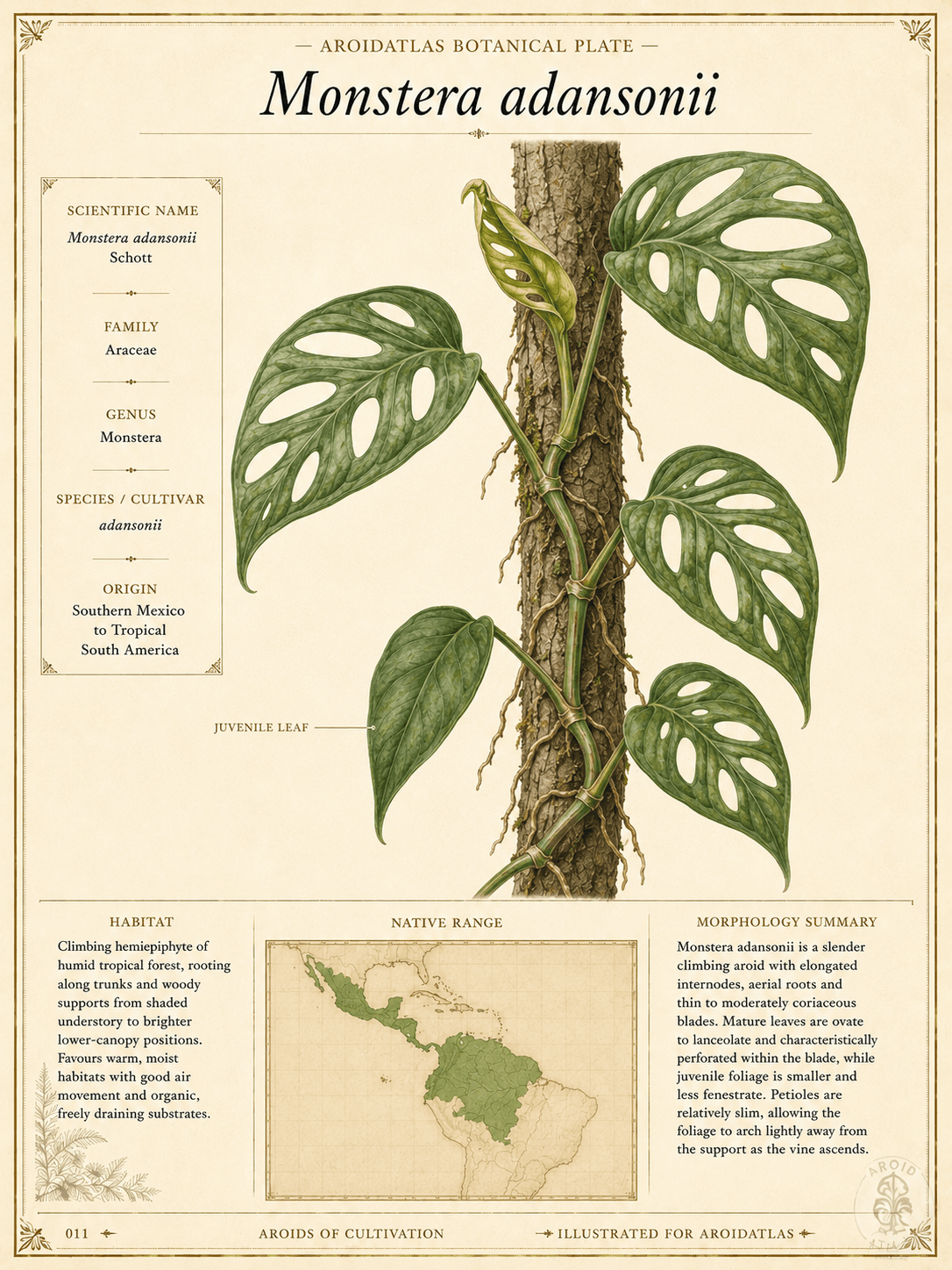 Swiss Cheese Vine