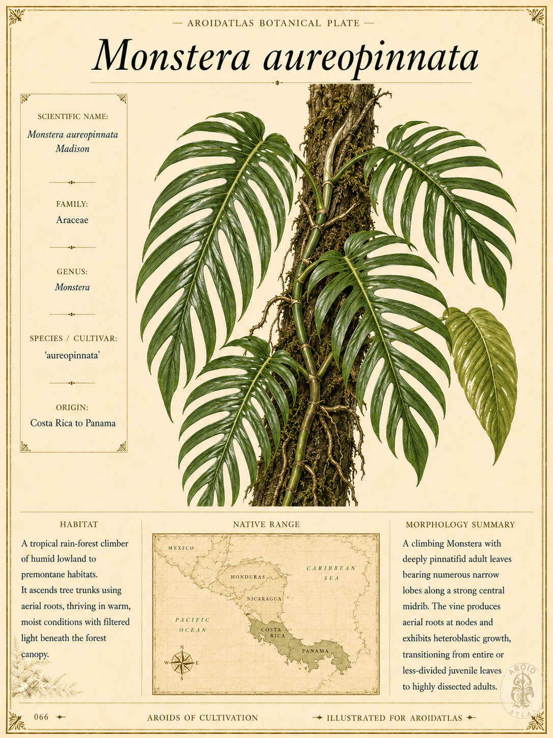 Monstera Aureopinnata