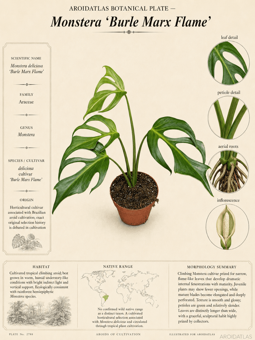 Burle Marx Flame Monstera