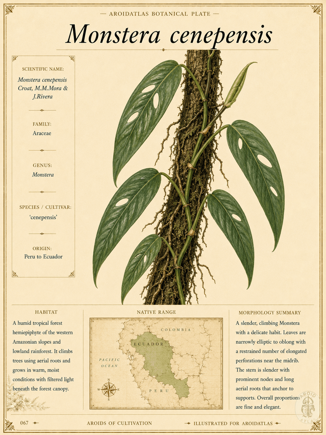 Cenepensis Monstera