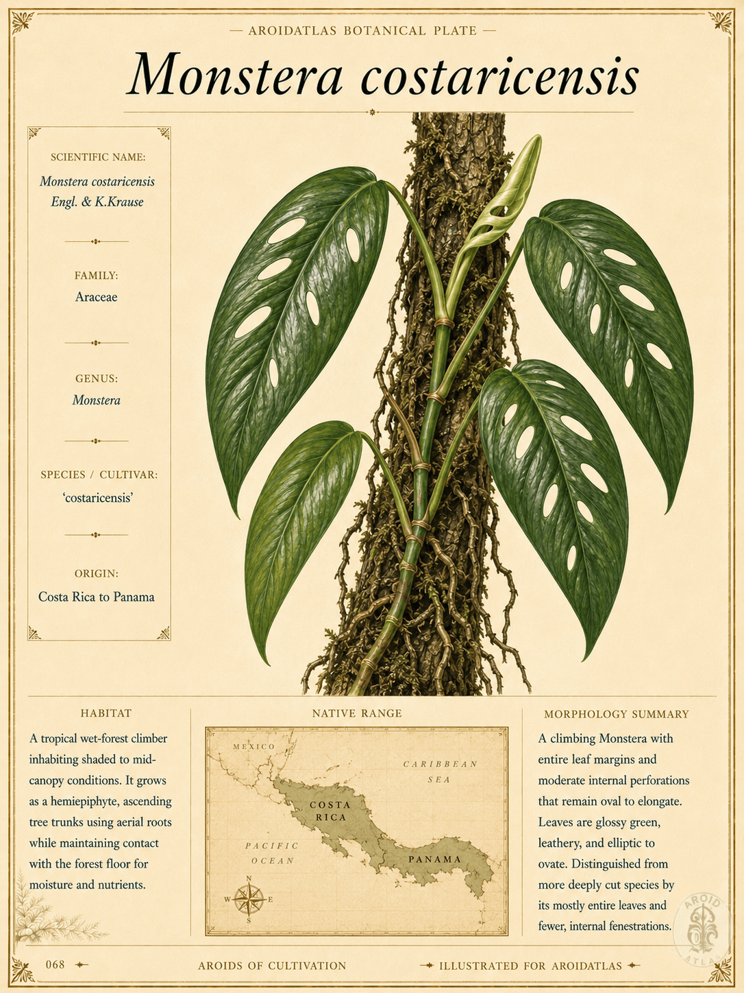 Monstera costaricensis