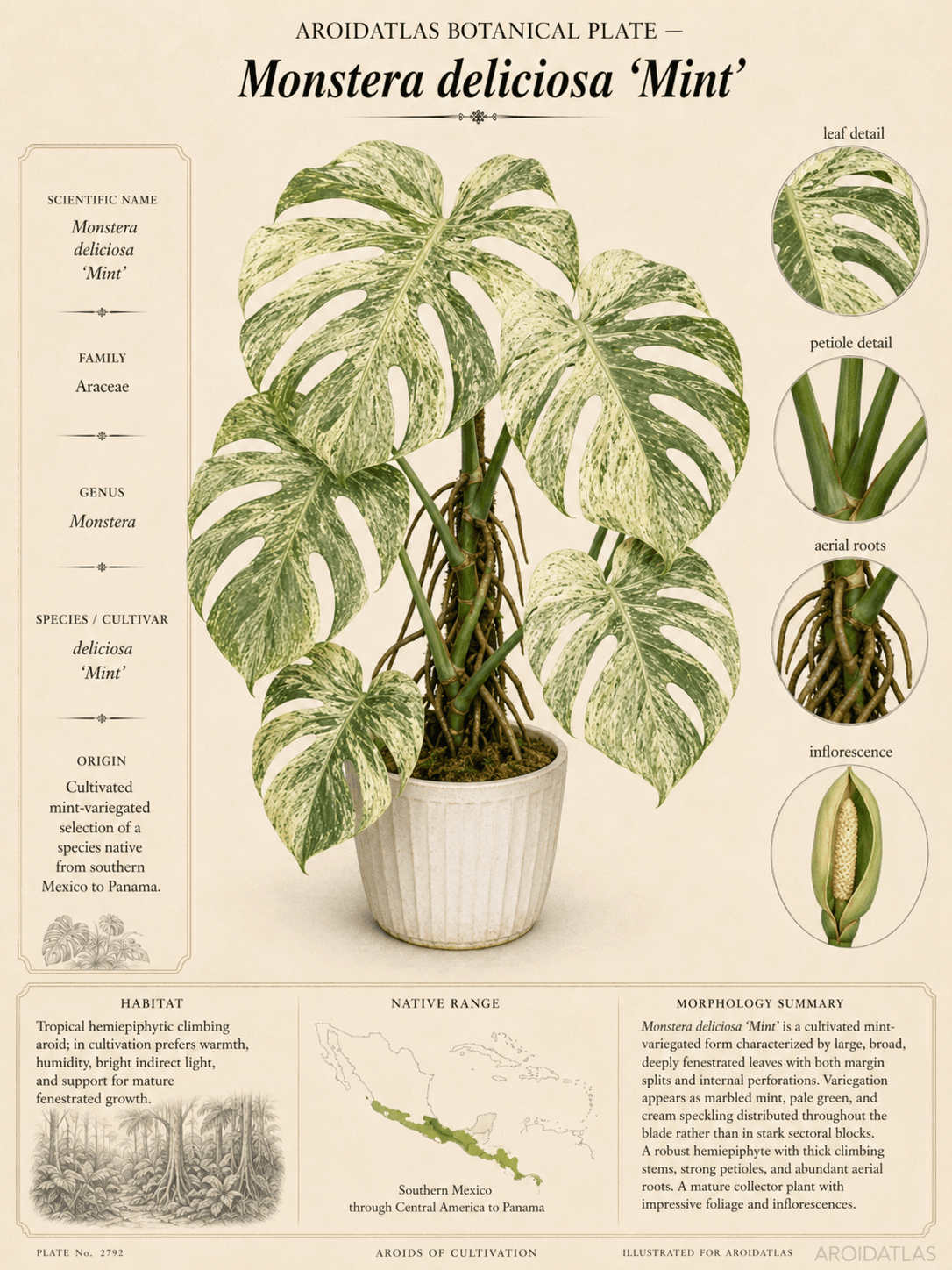Mint Variegated Monstera