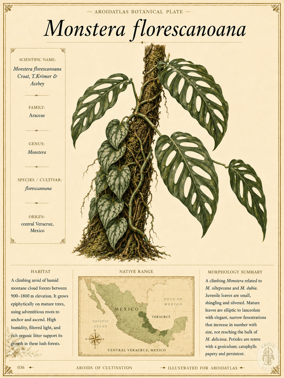 Florescanoana Monstera
