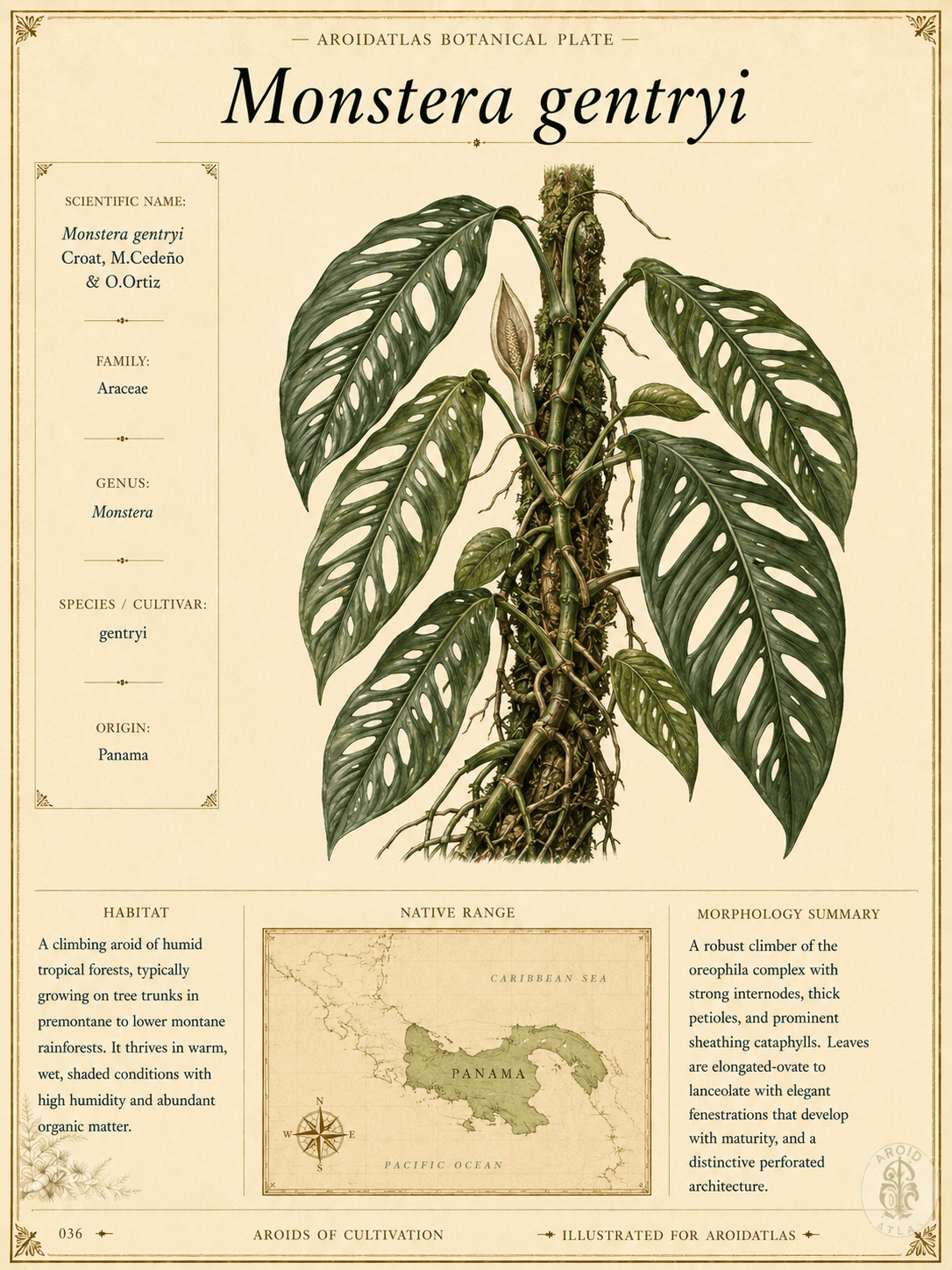 Monstera gentryi
