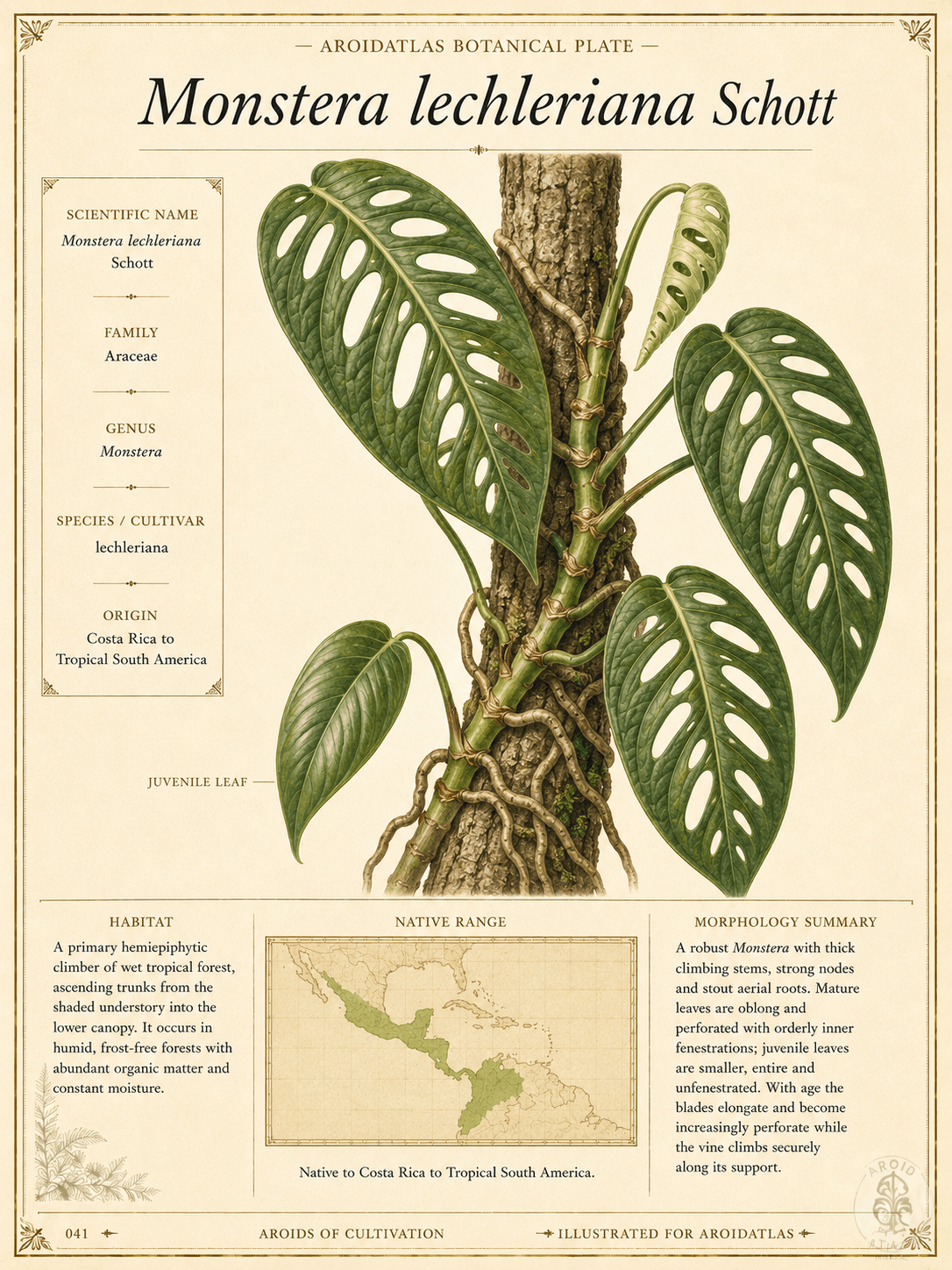 Lechler's Monstera